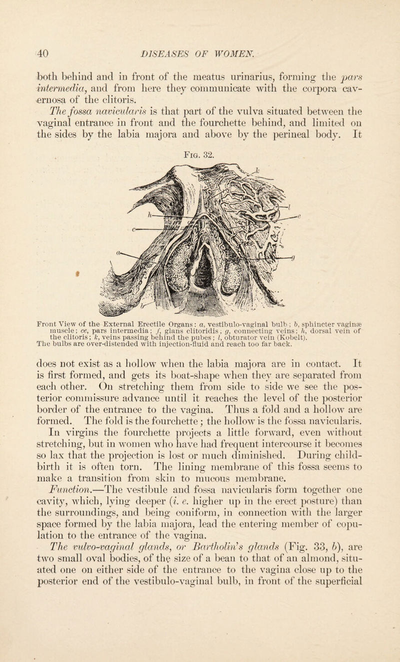 both behind and in front of the meatus urinarius, forming the pars intermedia, and from here they communicate with the corpora cav¬ ernosa of the clitoris. The fossa navicularis is that part of the vulva situated between the vaginal entrance in front and the fourchette behind, and limited on the sides by the labia majora and above by the perineal body. It Fig. 32. Front View of the External Erectile Organs : a, vestibulo-vaginal bulb ; b, sphincter vaginae muscle; ce, pars intermedia; /, glans clitoridis; g, connecting veins; h, dorsal vein of the clitoris; k, veins passing behind the pubes ; l, obturator vein (Kobelt). The bulbs are over-distended with injection-fluid and reach too far back. does not exist as a hollow when the labia majora are in contact. It is first formed, and gets its boat-shape when they are separated from each other. On stretching them from side to side we see the pos¬ terior commissure advance until it reaches the level of the posterior border of the entrance to the vagina. Thus a fold and a hollow are formed. The fold is the fourchette; the hollow is the fossa navicularis. In virgins the fourchette projects a little forward, even without stretching, but in women who have had frequent intercourse it becomes so lax that the projection is lost or much diminished. During child¬ birth it is often torn. The lining membrane of this fossa seems to make a transition from skin to mucous membrane. Function.—The vestibule and fossa navicularis form together one cavity, which, lying deeper (i. e. higher up in the erect posture) than the surroundings, and being coniform, in connection with the larger space formed by the labia majora, lead the entering member of copu¬ lation to the entrance of the vagina. The vulvo-vaginal glands, or Bartholin’s glands (Fig. 33, 6), are two small oval bodies, of the size of a bean to that of an almond, situ¬ ated one on either side of the entrance to the vagina close up to the posterior end of the vestibulo-vaginal bulb, in front of the superficial