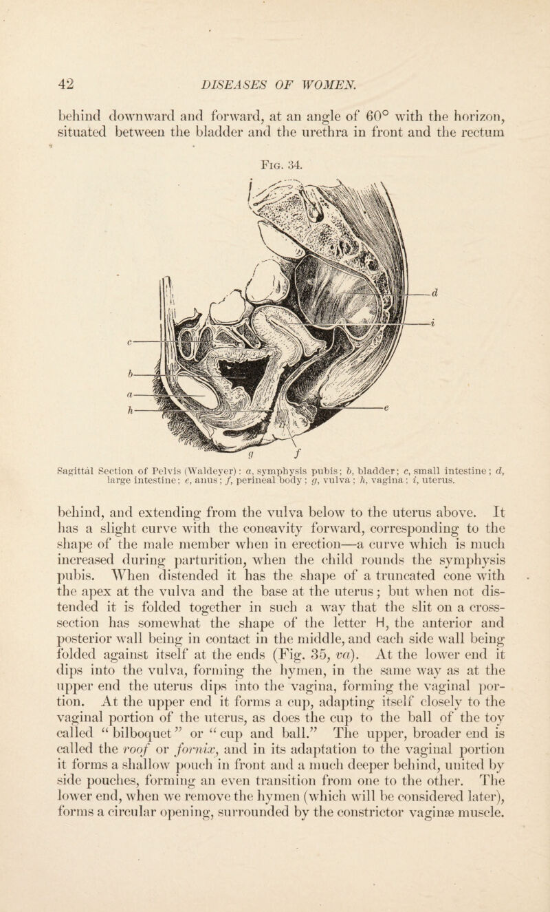 behind downward and forward, at an angle of 60° with the horizon, situated between the bladder and the urethra in front and the rectum Fig. 34. Sagittal Section of Pelvis (Waldeyer): a, symphysis pubis; b, bladder; c, small intestine ; d, large intestine; e, anus; /, perineal body ; g, vulva ; h, vagina; i, uterus. behind, and extending from the vulva below to the uterus above. It has a slight curve with the concavity forward, corresponding to the shape of the male member when in erection—a curve which is much increased during parturition, when the child rounds the symphysis pubis. When distended it has the shape of a truncated cone with the apex at the vulva and the base at the uterus; but when not dis¬ tended it is folded together in such a way that the slit on a cross- section has somewhat the shape of the letter H, the anterior and posterior wall being in contact in the middle, and each side wall being folded against itself at the ends (Fig. 35, va). At the lower end it dips into the vulva, forming the hymen, in the same way as at the upper end the uterus dips into the vagina, forming the vaginal por¬ tion. At the upper end it forms a cup, adapting itself closely to the vaginal portion of the uterus, as does the cup to the ball of the toy called “bilboquet” or “cup and ball.” The upper, broader end is called the roof or fornix, and in its adaptation to the vaginal portion it forms a shallow pouch in front and a much deeper behind, united by side pouches, forming an even transition from one to the other. The lower end, when we remove the hymen (which will be considered later), forms a circular opening, surrounded by the constrictor vaginae muscle.