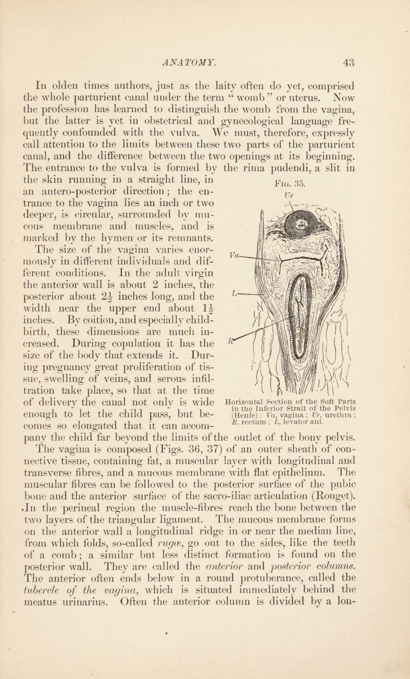 In olden times authors, just as the laity often do yet, comprised the whole parturient canal under the term “ womb ” or uterus. Now the profession has learned to distinguish the womb from the vagina, but the latter is yet in obstetrical and gynecological language fre¬ quently confounded with the vulva. We must, therefore, expressly call attention to the limits between these two parts of the parturient canal, and the difference between the two openings at its beginning. The entrance to the vulva is formed by the rima pudendi, a slit in the skin running in a straight line, in an antero-posterior direction; the en¬ trance to the vagina lies an inch or two deeper, is circular, surrounded by mu¬ cous membrane and muscles, and is marked by the hymen or its remnants. The size of the vagina varies enor¬ mously in different individuals and dif¬ ferent conditions. In the adult virgin the anterior wall is about 2 inches, the posterior about 2J inches long, and the width near the upper end about inches. By coition, and especially child¬ birth, these dimensions are much in¬ creased. During copulation it has the size of the body that extends it. Dur¬ ing pregnancy great proliferation of tis¬ sue, swelling of veins, and serous infil¬ tration take place, so that at the time of delivery the canal not only is wide enough to let the child pass, but be¬ comes so elongated that it can accom¬ pany the child far beyond the limits of the outlet of the bony pelvis. The vagina is composed (Figs. 36, 37) of an outer sheath of con¬ nective tissue, containing fat, a muscular layer with longitudinal and transverse fibres, and a mucous membrane with flat epithelium. The muscular fibres can be followed to the posterior surface of the pubic bone and the anterior surface of the sacro-iliac articulation (Bouget). .In the perineal region the muscle-fibres reach the bone between the two layers of the triangular ligament. The mucous membrane forms on the anterior wall a longitudinal ridge in or near the median line, from which folds, so-called rugae, go out to the sides, like the teeth of a comb; a similar but less distinct formation is found on the posterior wall. They are called the anterior and posterior columns. The anterior often ends below in a round protuberance, called the tubercle of the vagina, which is situated immediately behind the meatus urinarius. Often the anterior column is divided by a lon- Horizontal Section of the Soft Parts in the Inferior Strait of the Pelvis (Henle) : Va, vagina ; Ur, urethra ; R, rectum ; L, levator ani.