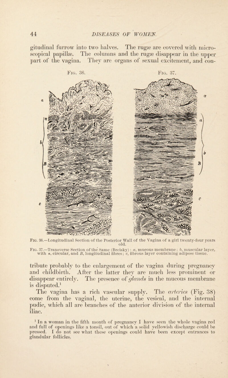 gitudinal furrow into two halves. The rugae are covered with micro¬ scopical papillae. The columns and the rugae disappear in the upper part of the vagina. They are organs of sexual excitement, and con- Fig. 36. Fig. 37. Fig. 36.—Longitudinal Section of the Posterior Wall of the Vagina of a girl twenty-four years old. Fig. 37.—Transverse Section of the Same (Breisky): a, mucous membrane ; b, muscular layer, with a, circular, and B, longitudinal fibres; c, fibrous layer containing adipose tissue. tribute probably to the enlargement of the vagina during pregnancy and childbirth. After the latter they are much less prominent or disappear entirely. The presence of glands in the mucous membrane is disputed.1 The vagina has a rich vascular supply. The arteries (Fig. 38) come from the vaginal, the uterine, the vesical, and the internal pudic, which all are branches of the anterior division of the internal iliac. 1 In a woman in the fifth month of pregnancy I have seen the whole vagina red and full of openings like a tonsil, out of which a solid yellowish discharge could be pressed. I do not see what these openings could have been except entrances to glandular follicles.