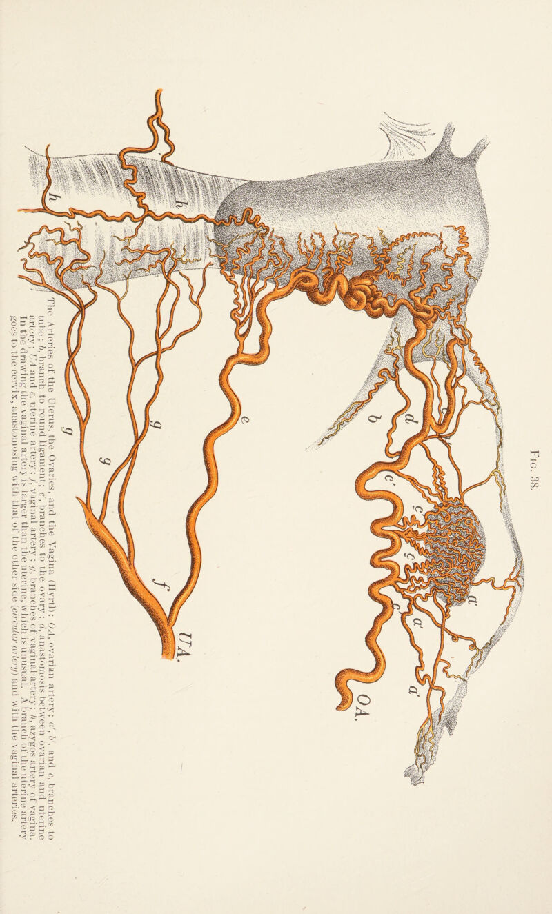 The Arteries of the Uterus, the Ovaries, and the Vagina (Hyrtl): OA, ovarian artery; a', b\ and c, branches to tube; b, branch to round ligament; c', branches to the ovary; d, anastomosis between ovarian and uterine artery; UA and e, uterine artery; /, vaginal artery ; <7, branches of vaginal artery; h, azygos artery of vagina. In the drawing the vaginal artery is larger than the uterine, which is unusual. A branch of the uterine artery goes to the cervix, anastomosing with that of the other side (circular artery) and with the vaginal arteries.