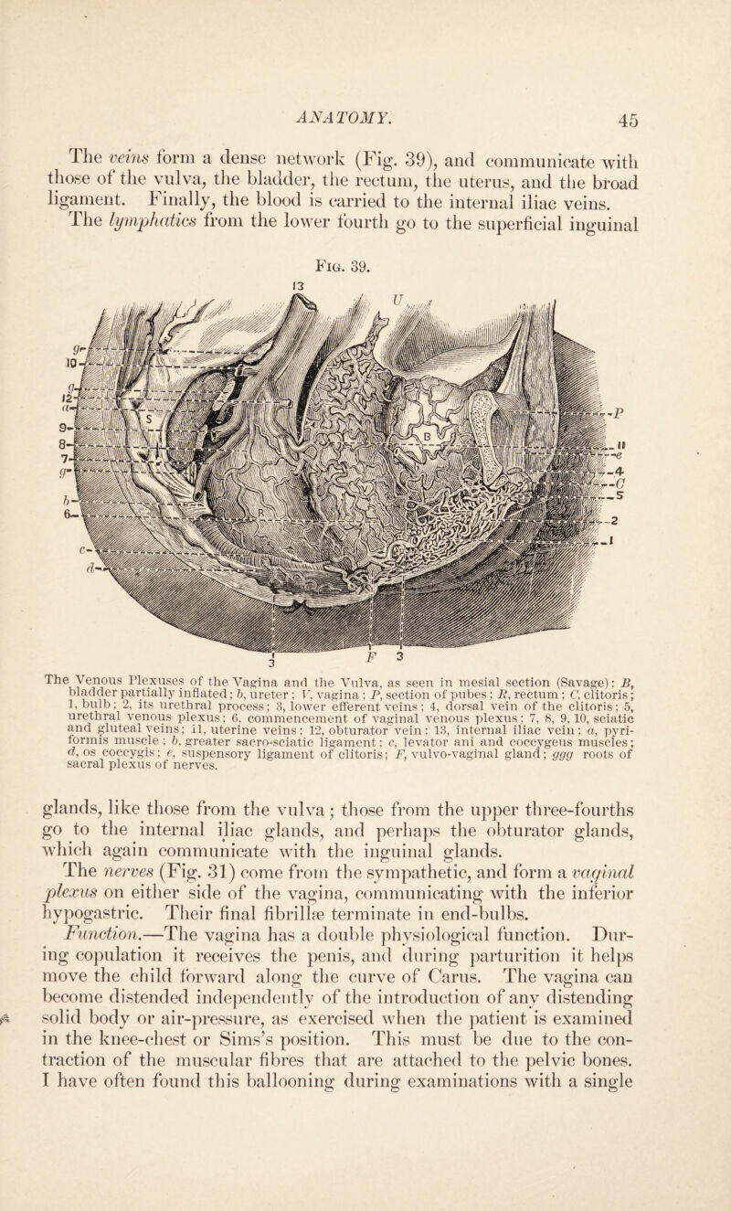 The veins form a dense network (Fig. 39), and communicate with those of the vulva, the bladder, the rectum, the uterus, and the broad ligament. Finally, the blood is carried to the internal iliac veins. The lymphatics from the lower fourth go to the superficial inguinal Fig. 39. 13 The Venous Plexuses of the Vagina and the Vulva, as seen in mesial section (Savage): B, bladder partially inflated; 6, ureter; V. vagina ; P, section of pubes; P, rectum ; C, clitoris; 1, bulb; 2, its urethral process; 3, lower efferent veins; 4, dorsal vein of the clitoris; 5, urethral venous plexus; 6, commencement of vaginal venous plexus; 7, 8, 9,10, sciatic and gluteal veins; 11, uterine veins; 12, obturator vein: 13, internal iliac vein; a, pyri- formis muscle ; b, greater sacro-sciatic ligament; c, levator ani and coccygeus muscles; d, os coccygis; e, suspensory ligament of clitoris; F, vulvo-vaginal gland; ggg roots of sacral plexus of nerves. glands, like those from the vulva; those from the upper three-fourths go to the internal iliac glands, and perhaps the obturator glands, which again communicate with the inguinal glands. The nerves (Fig. 31) come from the sympathetic, and form a vaginal plexus on either side of the vagina, communicating with the inferior hypogastric. Their final fibrillte terminate in end-bulbs. Function.—The vagina has a double physiological function. Dur¬ ing copulation it receives the penis, and during parturition it helps move the child forward along the curve of Cams. The vagina can become distended independently of the introduction of any distending solid body or air-pressure, as exercised when the patient is examined in the knee-chest or Sims’s position. This must be due to the con¬ traction of the muscular fibres that are attached to the pelvic bones. I have often found this ballooning during examinations with a single