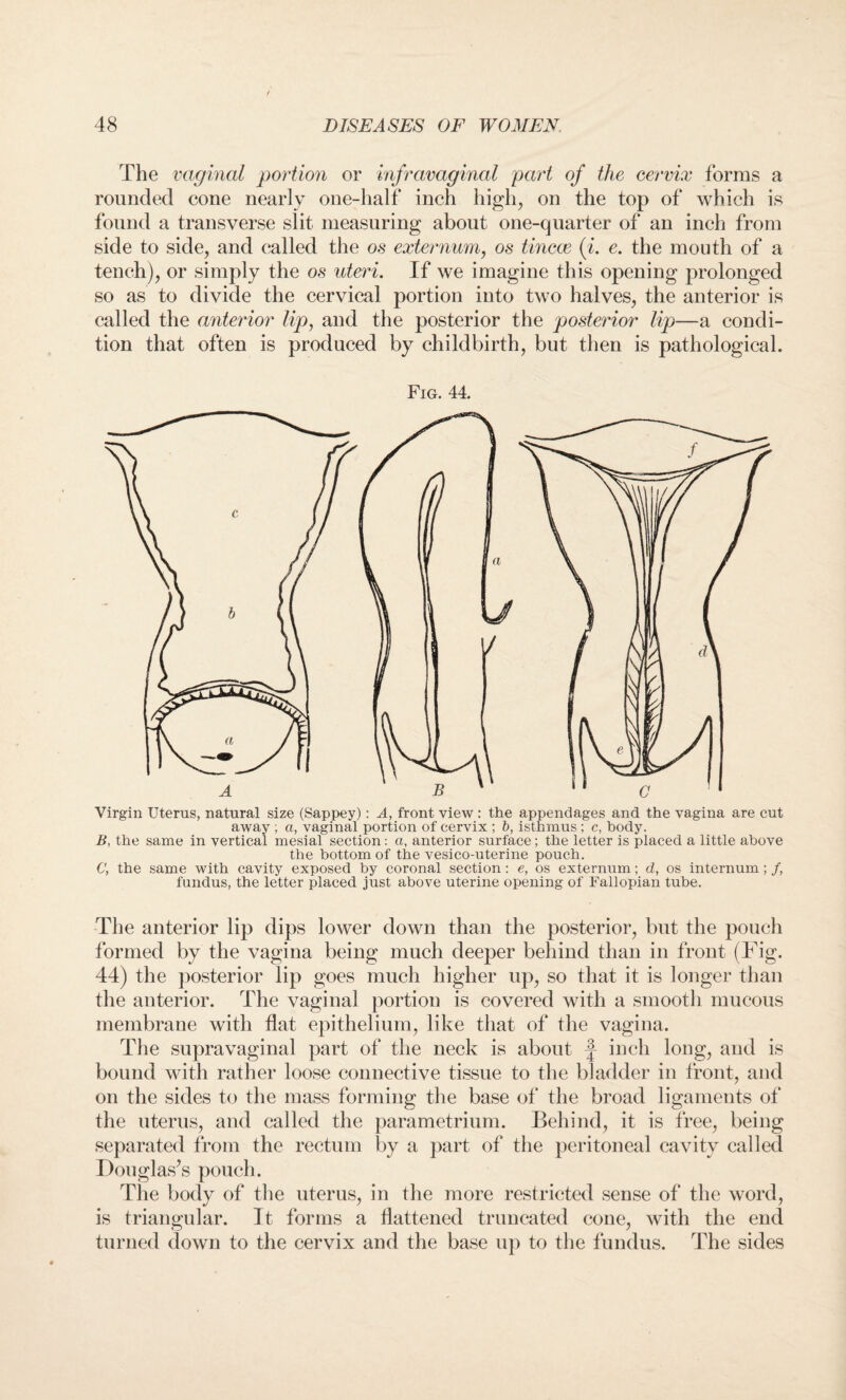 The vaginal portion or infravaginal part of the cervix forms a rounded cone nearly one-half inch high, on the top of which is found a transverse slit measuring about one-quarter of an inch from side to side, and called the os externum, os tincce (i. e. the mouth of a tench), or simply the os uteri. If we imagine this opening prolonged so as to divide the cervical portion into two halves, the anterior is called the anterior lip, and the posterior the posterior lip—a condi¬ tion that often is produced by childbirth, but then is pathological. Fig. 44. Virgin Uterus, natural size (Sappey): A, front view : the appendages and the vagina are cut away ; a, vaginal portion of cervix ; b, isthmus; c, body. B, the same in vertical mesial section: a, anterior surface; the letter is placed a little above the bottom of the vesico-uterine pouch. C, the same with cavity exposed by coronal section: e, os externum; d, os internum; /, fundus, the letter placed just above uterine opening of Fallopian tube. The anterior lip dips lower down than the posterior, but the pouch formed by the vagina being much deeper behind than in front (Fig. 44) the posterior lip goes much higher up, so that it is longer than the anterior. The vaginal portion is covered with a smooth mucous membrane with flat epithelium, like that of the vagina. The supravaginal part of the neck is about J- inch long, and is bound with rather loose connective tissue to the bladder in front, and on the sides to the mass forming the base of the broad ligaments of the uterus, and called the parametrium. Behind, it is free, being separated from the rectum by a part of the peritoneal cavity called Douglas’s pouch. The body of the uterus, in the more restricted sense of the word, is triangular. It forms a flattened truncated cone, with the end turned down to the cervix and the base up to the fundus. The sides