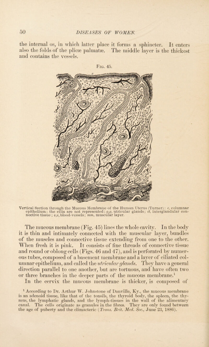 the internal os, in which latter place it forms a sphincter. It enters also the folds of the plicae palmatse. The middle layer is the thickest and contains the vessels. Fig. 45. Vertical Section through the Mucous Membrane of the Human Uterus (Turner): e, columnar epithelium; the cilia are not represented; g,g, utricular glands; ct, interglandular con¬ nective tissue ; v,v, blood-vessels; mm, muscular layer. The mucous membrane (Fig. 45) lines the whole cavity. In the body it is thin and intimately connected with the muscular layer, bundles of the muscles and connective tissue extending from one to the other. When fresh it is pink. It consists of fine threads of connective tissue and round or oblong cells (Figs. 46 and 47), and is perforated by numer¬ ous tubes, composed of a basement membrane and a layer of ciliated col¬ umnar epithelium, and called the utricular glands. They have a general direction parallel to one another, but are tortuous, and have often two or three branches in the deeper parts of the mucous membrane.1 In the cervix the mucous membrane is thicker, is composed of 1 According to Dr. Arthur W. Johnstone of Danville, Ky., the mucous membrane is an adenoid tissue, like that of the tonsils, the thyroid body, the spleen, the thy¬ mus, the lymphatic glands, and the lymph-tissues in the wall of the alimentary canal. The cells originate as granules in the fibres. They are only found between the age of puberty and the climacteric [Trans. Brit. Med. Soc., June 23, 1886).