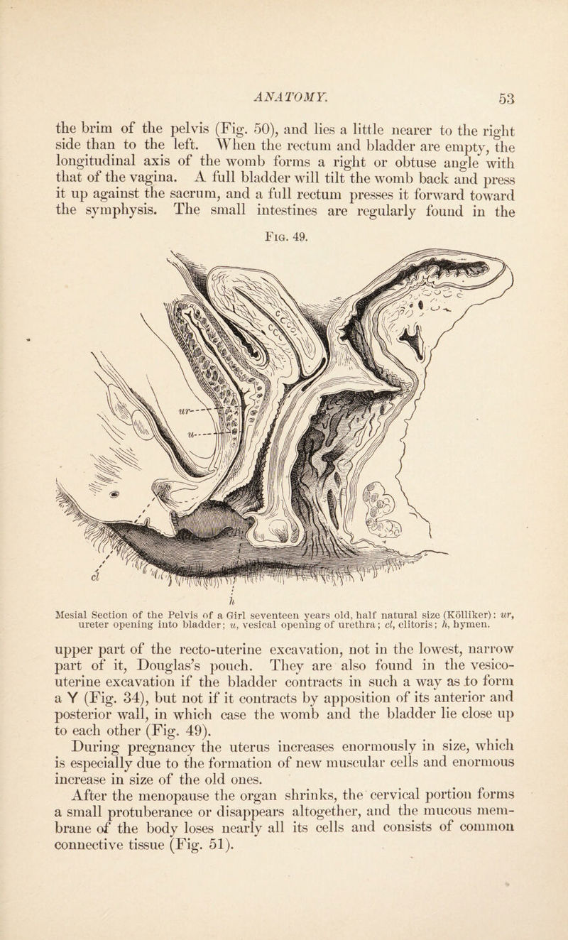 the brim of the pelvis (Fig. 50), and lies a little nearer to the right side than to the left. When the rectum and bladder are empty, the longitudinal axis of the womb forms a right or obtuse angle with that of the vagina. A full bladder will tilt the womb back and press it up against the sacrum, and a full rectum presses it forward toward the symphysis. The small intestines are regularly found in the Fig. 49. Mesial Section of the Pelvis of a Girl seventeen years old, half natural size (Kolliker): ur, ureter opening into bladder; u, vesical opening of urethra; cl, clitoris; h, hymen. upper part of the recto-uterine excavation, not in the lowest, narrow part of it, Douglas’s pouch. They are also found in the vesico¬ uterine excavation if the bladder contracts in such a way as to form a Y (Fig. 34), but not if it contracts by apposition of its anterior and posterior wall, in which case the womb and the bladder lie close up to each other (Fig. 49). During pregnancy the uterus increases enormously in size, which is especially due to the formation of new muscular cells and enormous increase in size of the old ones. After the menopause the organ shrinks, the cervical portion forms a small protuberance or disappears altogether, and the mucous mem¬ brane of the body loses nearly all its cells and consists of common connective tissue (Fig. 51).