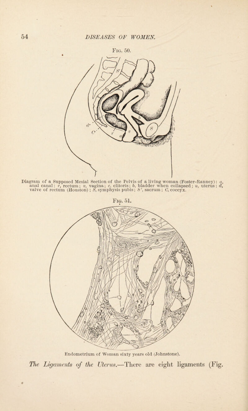 Fig. 50. Diagram of a Supposed Mesial Section of the Pelvis of a living woman (Foster-Ranney): a, anal canal; r, rectum; v, vagina; c, clitoris; b, bladder when collapsed; u, uterus; df valve of rectum (Houston) ; S, symphysis pubis; Ssacrum ; C, coccyx. Fig. 51. Endometrium of Woman sixty years old (Johnstone). The Ligaments of the Uterus.—There are eight ligaments (Fig.