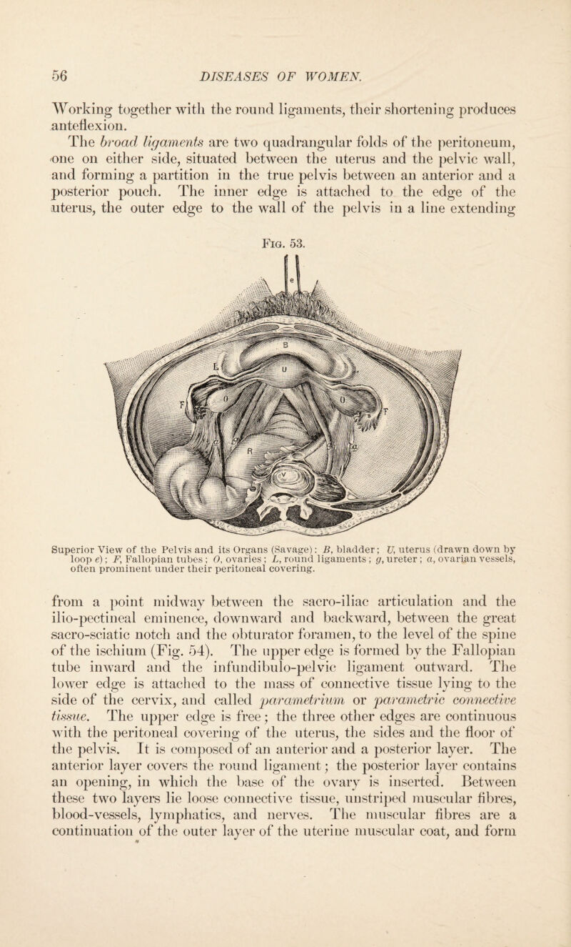 Working together with the round ligaments, their shortening produces anteflexion. The broad ligaments are two quadrangular folds of the peritoneum, one on either side, situated between the uterus and the pelvic wall, and forming a partition in the true pelvis between an anterior and a posterior pouch. The inner edge is attached to the edge of the uterus, the outer edge to the wall of the pelvis in a line extending Fig. 53. Superior View of the Pelvis and its Organs (Savage): B, bladder; U, uterus (drawn down by loop e); F, Fallopian tubes ; 0, ovaries ; L, round ligaments ; g, ureter ; a, ovarian vessels, often prominent under their peritoneal covering. from a point midway between the sacro-iiiac articulation and the ilio-pectineal eminence, downward and backward, between the great sacro-sciatic notch and the obturator foramen, to the level of the spine of the ischium (Fig. 54). The upper edge is formed by the Fallopian tube inward and the infundibulo-pelvic ligament outward. The lower edge is attached to the mass of connective tissue lying to the side of the cervix, and called parametrium or parametric connective tissue. The upper edge is free; the three other edges are continuous with the peritoneal covering of the uterus, the sides and the floor of the pelvis. It is composed of an anterior and a posterior layer. The anterior layer covers the round ligament; the posterior layer contains an opening, in which the base of the ovary is inserted. Between these two layers lie loose connective tissue, unstriped muscular fibres, blood-vessels, lymphatics, and nerves. The muscular fibres are a continuation of the outer layer of the uterine muscular coat, and form