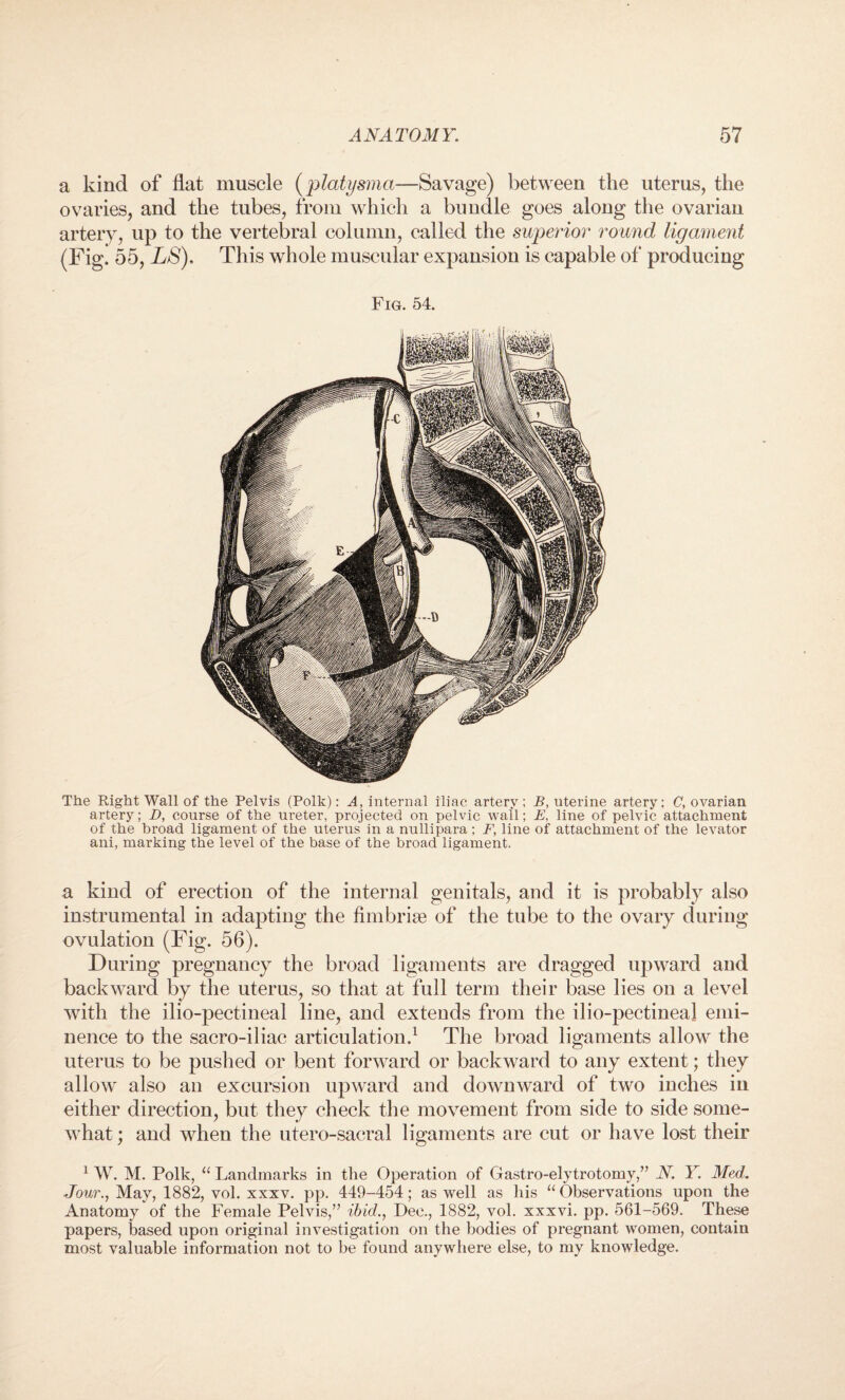 a kind of flat muscle (platysma—Savage) between the uterus, the ovaries, and the tubes, from which a bundle goes along the ovarian artery, up to the vertebral column, called the superior round ligament (Fig. 55, LS), This whole muscular expansion is capable of producing Fig. 54. The Right Wall of the Pelvis (Polk): A,.internal iliac artery; B, uterine artery; C, ovarian artery; D, course of the ureter, projected on pelvic wall; E, line of pelvic attachment of the broad ligament of the uterus in a nullipara ; F, line of attachment of the levator ani, marking the level of the base of the broad ligament. a kind of erection of the internal genitals, and it is probably also instrumental in adapting the fimbriae of the tube to the ovary during ovulation (Fig. 56). During pregnancy the broad ligaments are dragged upward and backward by the uterus, so that at full term their base lies on a level with the ilio-pectineal line, and extends from the ilio-pectineal emi¬ nence to the sacro-iliac articulation.1 The broad ligaments allow the uterus to be pushed or bent forward or backward to any extent; they allow also an excursion upward and downward of two inches in either direction, but they check the movement from side to side some¬ what ; and when the utero-sacrai ligaments are cut or have lost their 1 W. M. Polk, “ Landmarks in the Operation of Gastro-elytrotomy,” N. F. Med. Jour., May, 1882, vol. xxxv. pp. 449-454; as well as his “Observations upon the Anatomy of the Female Pelvis,” ibid., Dee., 1882, vol. xxxvi. pp. 561-569. These papers, based upon original investigation on the bodies of pregnant women, contain most valuable information not to be found anywhere else, to my knowledge.