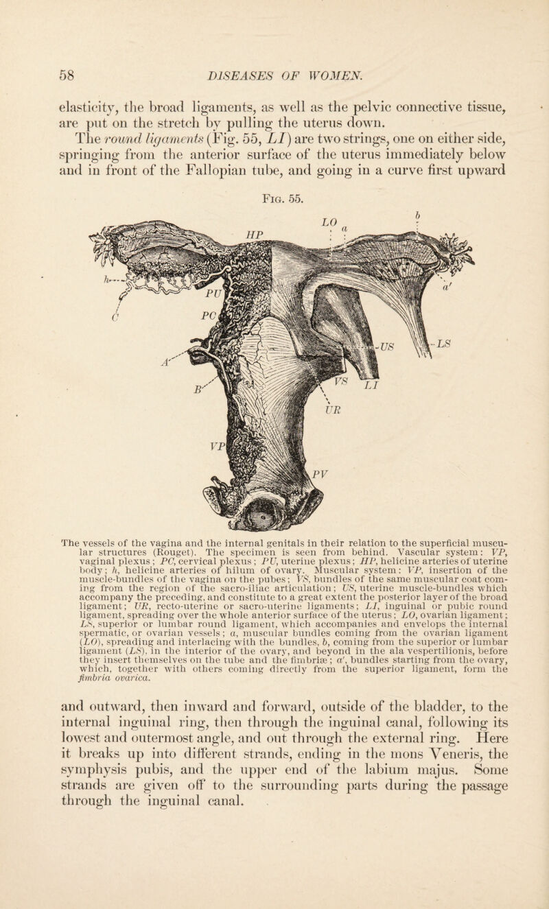 elasticity, the broad ligaments, as well as the pelvic connective tissue, are put on the stretch by pulling the uterus down. The round ligaments (Fig. 55, LI) are two strings, one on either side, springing from the anterior surface of the uterus immediately below and in front of the Fallopian tube, and going in a curve first upward Fig. 55. The vessels of the vagina and the internal genitals in their relation to the superficial muscu¬ lar structures (Rouget). The specimen is seen from behind. Vascular system: VP, vaginal plexus ; PC, cervical plexus ; PU, uterine plexus; HP, helicine arteries of uterine body; h, helicine arteries of hilum of ovary. Muscular system: VP, insertion of the muscle-bundles of the vagina on the pubes; VS, bundles of the same muscular coat com¬ ing from the region of the sacro-iliac articulation; US, uterine muscle-bundles which accompany the preceding, and constitute to a great extent the posterior layer of the broad ligament; UR, recto-uterine or sacro-uterine ligaments; LI, inguinal or pubic round ligament, spreading over the whole anterior surface of the uterus; LO, ovarian ligament; LS, superior or lumbar round ligament, which accompanies and envelops the internal spermatic, or ovarian vessels; a, muscular bundles coming from the ovarian ligament {LO), spreading and interlacing with the bundles, b, coming from the superior or lumbar ligament (LS), in the interior of the ovary, and beyond in the ala vespertilionis, before they insert themselves on the tube and the fimbrise ; a', bundles starting from the ovary, which, together with others coming directly from the superior ligament, form the fimbria ovarica. and outward, then inward and forward, outside of the bladder, to the internal inguinal ring, then through the inguinal canal, following its lowest and outermost angle, and out through the external ring. Here it breaks up into different strands, ending in the mons Veneris, the symphysis pubis, and the upper end of the labium majus. Some strands are given off to the surrounding parts during the passage through the inguinal canal.