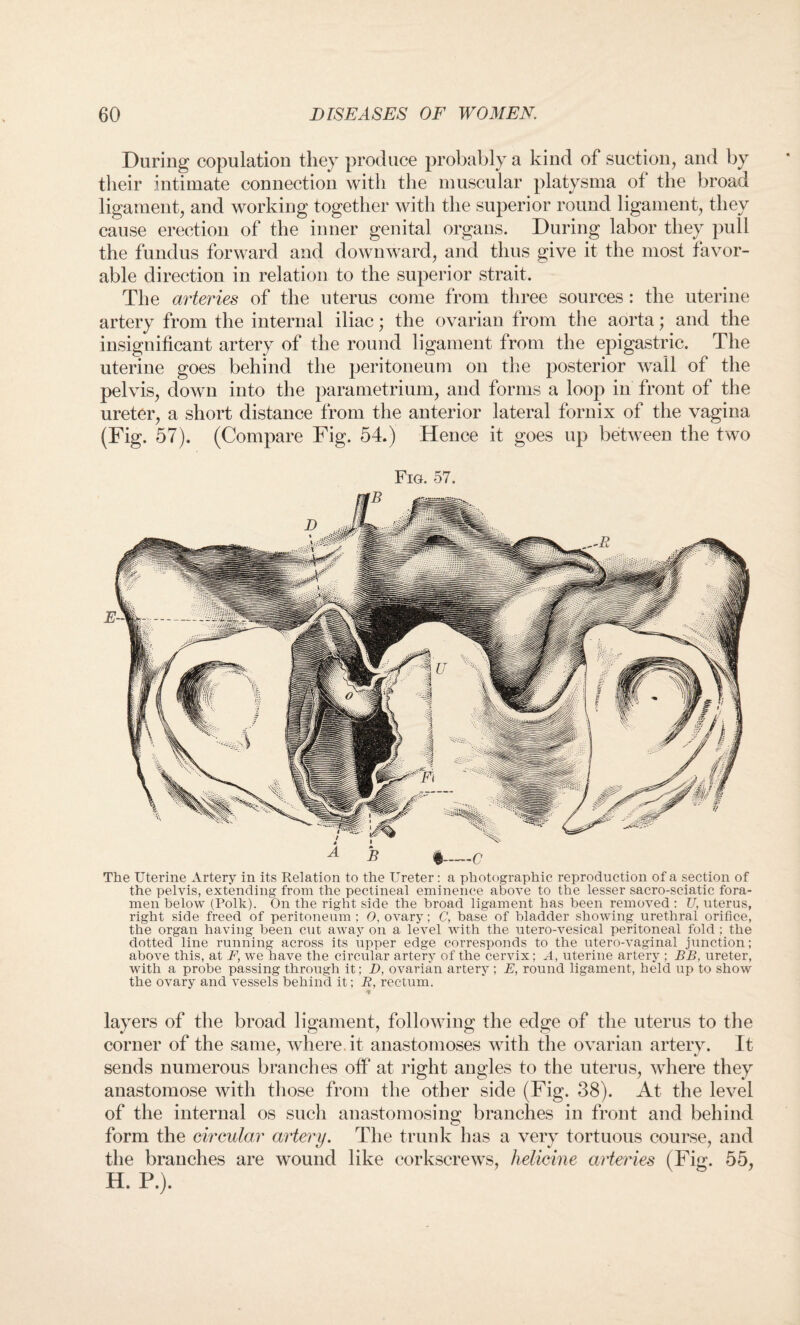 During copulation they produce probably a kind of suction, and by their intimate connection with the muscular platysma of the broad ligament, and working together with the superior round ligament, they cause erection of the inner genital organs. During labor they pull the fundus forward and downward, and thus give it the most favor¬ able direction in relation to the superior strait. The arteries of the uterus come from three sources: the uterine artery from the internal iliac; the ovarian from the aorta; and the insignificant artery of the round ligament from the epigastric. The uterine goes behind the peritoneum on the posterior wall of the pelvis, down into the parametrium, and forms a loop in front of the ureter, a short distance from the anterior lateral fornix of the vagina (Fig. 57). (Compare Fig. 54.) Hence it goes up between the two Fig. 57. The Uterine Artery in its Relation to the Ureter: a photographic reproduction of a section of the pelvis, extending from the pectineal eminence above to the lesser sacro-sciatic fora¬ men below (Polk). On the right side the broad ligament has been removed : U, uterus, right side freed of peritoneum ; O, ovary; C, base of bladder showing urethral orifice, the organ having been cut away on a level with the utero-vesical peritoneal fold ; the dotted line running across its upper edge corresponds to the utero-vaginal junction; above this, at F, we have the circular artery of the cervix; A, uterine artery ; BB, ureter, with a probe passing through it; D, ovarian artery ; E, round ligament, held up to show the ovary and vessels behind it; R, rectum. * layers of the broad ligament, following the edge of the uterus to the corner of the same, where it anastomoses with the ovarian arterv. It sends numerous branches off at right angles to the uterus, where they anastomose with those from the other side (Fig. 38). At the level of the internal os such anastomosing branches in front and behind form the circular artery. The trunk has a very tortuous course, and the branches are wound like corkscrews, helicine arteries (Fig. 55, H. P.).