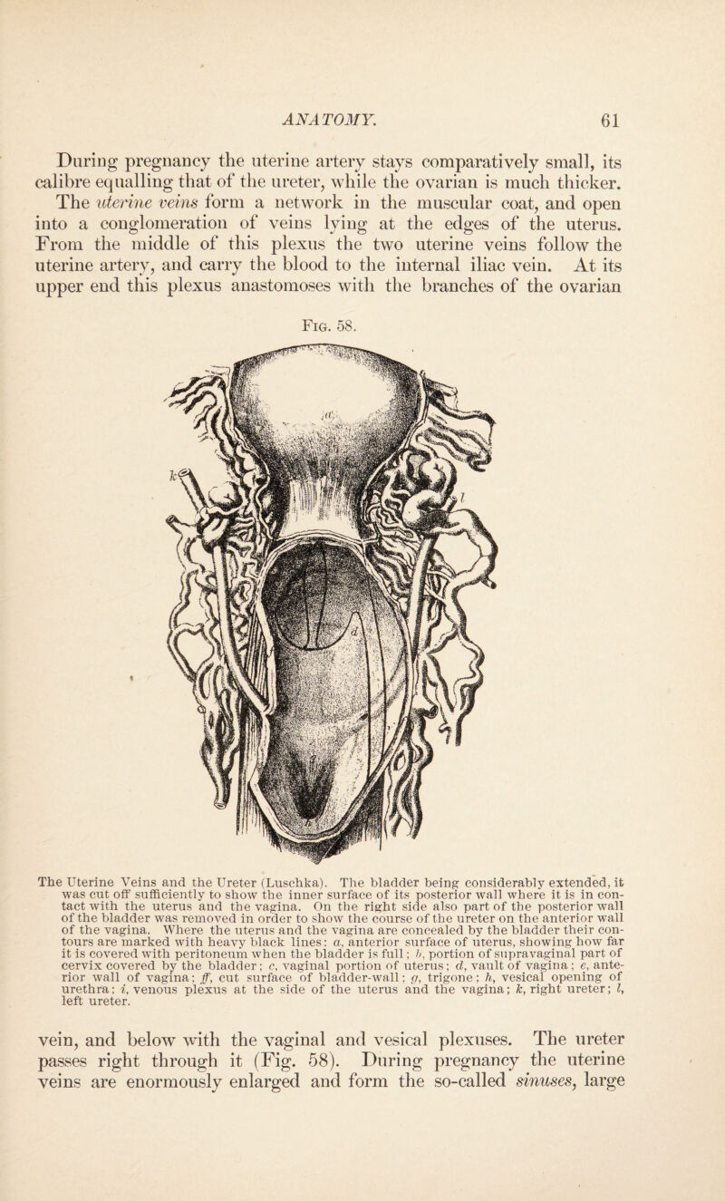 During pregnancy the uterine artery stays comparatively small, its calibre equalling that of the ureter, while the ovarian is much thicker. The uterine veins form a network in the muscular coat, and open into a conglomeration of veins lying at the edges of the uterus. From the middle of this plexus the two uterine veins follow the uterine artery, and carry the blood to the internal iliac vein. At its upper end this plexus anastomoses with the branches of the ovarian Fig. 58. The Uterine Veins and the Ureter (Luschka). The bladder being considerably extended, it was cut off sufficiently to show the inner surface of its posterior wall where it is in con¬ tact with the uterus and the vagina. On the right side also part of the posterior wall of the bladder was removed in order to show the course of the ureter on the anterior wall of the vagina. Where the uterus and the vagina are concealed by the bladder their con¬ tours are marked with heavy black lines: a, anterior surface of uterus, showing how far it is covered with peritoneum when the bladder is full; b, portion of supravaginal part of cervix covered by the bladder; c, vaginal portion of uterus; d, vault of vagina ; e, ante¬ rior wall of vagina; ff, cut surface of bladder-wall; g, trigone; h, vesical opening of urethra; i, venous plexus at the side of the uterus and the vagina; A;, right ureter; l, left ureter. vein, and below with the vaginal and vesical plexuses. The ureter passes right through it (Fig. 58). During pregnancy the uterine veins are enormously enlarged and form the so-called sinuses, large