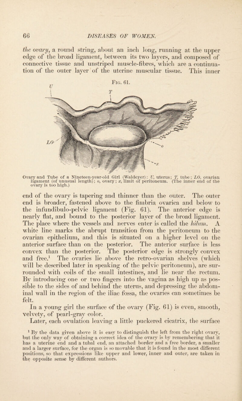 the ovary, a round string, about an inch long, running at the upper edge of the broad ligament, between its two layers, and composed of connective tissue and unstriped muscle-fibres, which are a continua¬ tion of the outer layer of the uterine muscular tissue. This inner Fig. 61. Ovary and Tube of a Nineteen-year-old Girl (Waldeyer): U, uterus; T, tube; LO, ovarian ligament (of unusual length); o, ovary; x, limit of peritoneum. (The inner end of the ovary is too high.) end of the ovary is tapering and thinner than the outer. The outer end is broader, fastened above to the fimbria, ovarica and below to the infundibulo-pelvic ligament (Fig. 61). The anterior edge is nearly fiat, and bound to the posterior layer of the broad ligament. The place where the vessels and nerves enter is called the hilum. A white line marks the abrupt transition from the peritoneum to the ovarian epithelium, and this is situated on a higher level on the anterior surface than on the posterior. The anterior surface is less convex than the posterior. The posterior edge is strongly convex and free.1 The ovaries lie above the retro-ovarian shelves (which will be described later in speaking of the pelvic peritoneum), are sur¬ rounded with coils of the small intestines, and lie near the rectum. By introducing one or two fingers into the vagina as high up as pos¬ sible to the sides of and behind the uterus, and depressing the abdom¬ inal wall in the region of the iliac fossa, the ovaries can sometimes be felt. In a young girl the surface of the ovary (Fig. 61) is even, smooth, velvety, of pearl-gray color. Later, each ovulation leaving a little puckered cicatrix, the surface 1 By the data given above it is easy to distinguish the left from the right ovary, but the only way of obtaining a correct idea of the ovary is by remembering that it has a uterine end and a tubal end, an attached border and a free border, a smaller and a larger surface, for the organ is so movable that it is found in the most different positions, so that expressions like upper and lower, inner and outer, are taken in the opposite sense by different authors.
