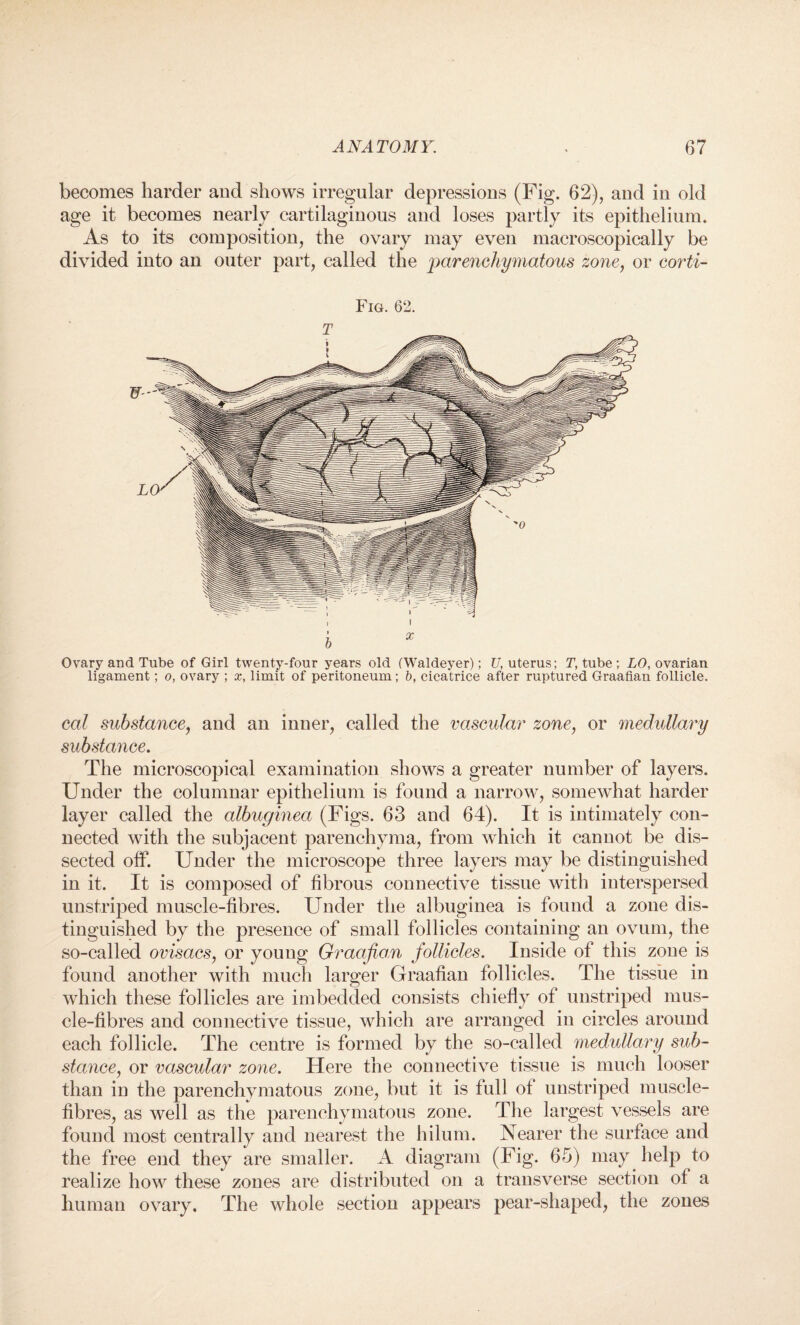 becomes harder and shows irregular depressions (Fig. 62), and in old age it becomes nearly cartilaginous and loses partly its epithelium. As to its composition, the ovary may even macroscopically be divided into an outer part, called the parenchymatous zone, or corti- Fig. 62. T Ovary and Tube of Girl twenty-four years old (Waldeyer); U, uterus; T, tube ; LO, ovarian ligament; o, ovary ; x, limit of peritoneum; b, cicatrice after ruptured Graafian follicle. cal substance, and an inner, called the vascular zone, or medullary substance. The microscopical examination shows a greater number of layers. Under the columnar epithelium is found a narrow, somewhat harder layer called the albuginea (Figs. 63 and 64). It is intimately con¬ nected with the subjacent parenchyma, from which it cannot be dis¬ sected off. Under the microscope three layers may be distinguished in it. It is composed of fibrous connective tissue with interspersed unstriped muscle-fibres. Under the albuginea is found a zone dis¬ tinguished by the presence of small follicles containing an ovum, the so-called ovisacs, or young Graafian follicles. Inside of this zone is found another with much larger Graafian follicles. The tissue in which these follicles are imbedded consists chiefly of unstriped mus¬ cle-fibres and connective tissue, which are arranged in circles around each follicle. The centre is formed by the so-called medullary sub¬ stance, or vascular zone. Here the connective tissue is much looser than in the parenchymatous zone, but it is full of unstriped muscle- fibres, as well as the parenchymatous zone. The largest vessels are found most centrally and nearest the hilum. Nearer the surface and the free end they are smaller. A diagram (Fig. 65) may help to realize how these zones are distributed on a transverse section of a human ovary. The whole section appears pear-shaped, the zones