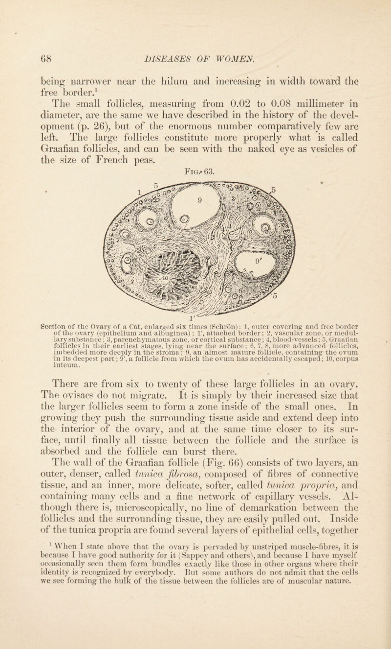 being narrower near the hilum and increasing in width toward the free border.1 The small follicles, measuring from 0.02 to 0.08 millimeter in diameter, are the same we have described in the history of the devel¬ opment (p. 26), but of the enormous number comparatively few are left. The large follicles constitute more properly what is called Graafian follicles, and can be seen with the naked eye as vesicles of the size of French peas. Fig.* 63. Section of the Ovary of a Cat, enlarged six times (Schron): 1, outer covering and free border of the ovary (epithelium and albuginea); V, attached border; 2, vascular zone, or medul¬ lary substance ; 3, parenchymatous zone, or cortical substance; 4, blood-vessels ; 5, Graafian follicles in their earliest stages, lying near the surface; 6, 7, 8, more advanced follicles, imbedded more deeply in the stroma; 9, an almost mature follicle, containing the ovum in its deepest part; 9', a follicle from which the ovum has accidentally escaped; 10, corpus luteum. There are from six to twenty of these large follicles in an ovary. The ovisacs do not migrate. It is simply by their increased size that the larger follicles seem to form a zone inside of the small ones. In growing they push the surrounding tissue aside and extend deep into the interior of the ovary, and at the same time closer to its sur¬ face, until finally all tissue between the follicle and the surface is absorbed and the follicle can burst there. The wall of the Graafian follicle (Fig. 66) consists of two layers, an outer, denser, called tunica fibrosa, composed of fibres of connective tissue, and an inner, more delicate, softer, called tunica propria, and containing many cells and a fine network of capillary vessels. Al¬ though there is, microscopically, no line of demarkation between the follicles and the surrounding tissue, they are easily pulled out. Inside of the tunica propria are found several layers of epithelial cells, together 1 When I state above that the ovary is pervaded by unstriped muscle-fibres, it is because I have good authority for it (Sappey and others), and because I have myself occasionally seen them form bundles exactly like those in other organs where their identity is recognized by everybody. But some authors do not admit that the cells we see forming the bulk of the tissue between the follicles are of muscular nature.