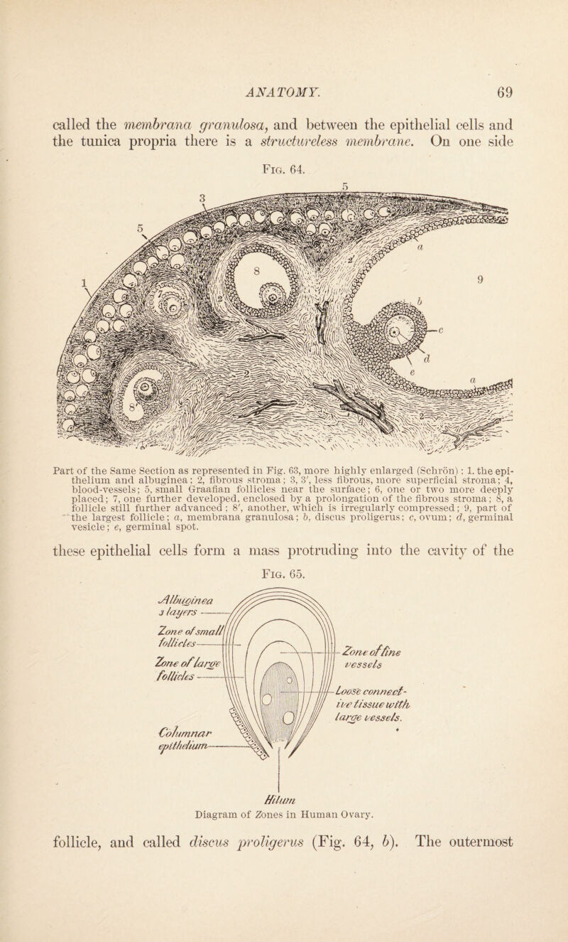 called the membrana granulosa, and between the epithelial cells and the tunica propria there is a structureless membrane. On one side Fig. 64. .5 Part of the Same Section as represented in Fig. 63, more highly enlarged (Schron): 1. the epi¬ thelium and albuginea; 2, fibrous stroma; 3, 3', less fibrous, more superficial stroma; 4, blood-vessels; 5, small Graafian follicles near the surface; 6, one or two more deeply placed; 7, one further developed, enclosed by a prolongation of the fibrous stroma; 8, a follicle still further advanced; 8', another, which is irregularly compressed; 9, part of the largest follicle; a, membrana granulosa; b, discus proligerus; c, ovum; d, germinal vesicle; e, germinal spot. these epithelial cells form a mass protruding into the cavity of the Fig. 65. Diagram of Zones in Human Ovary. follicle, and called discus proligerus (Fig. 64, b). The outermost