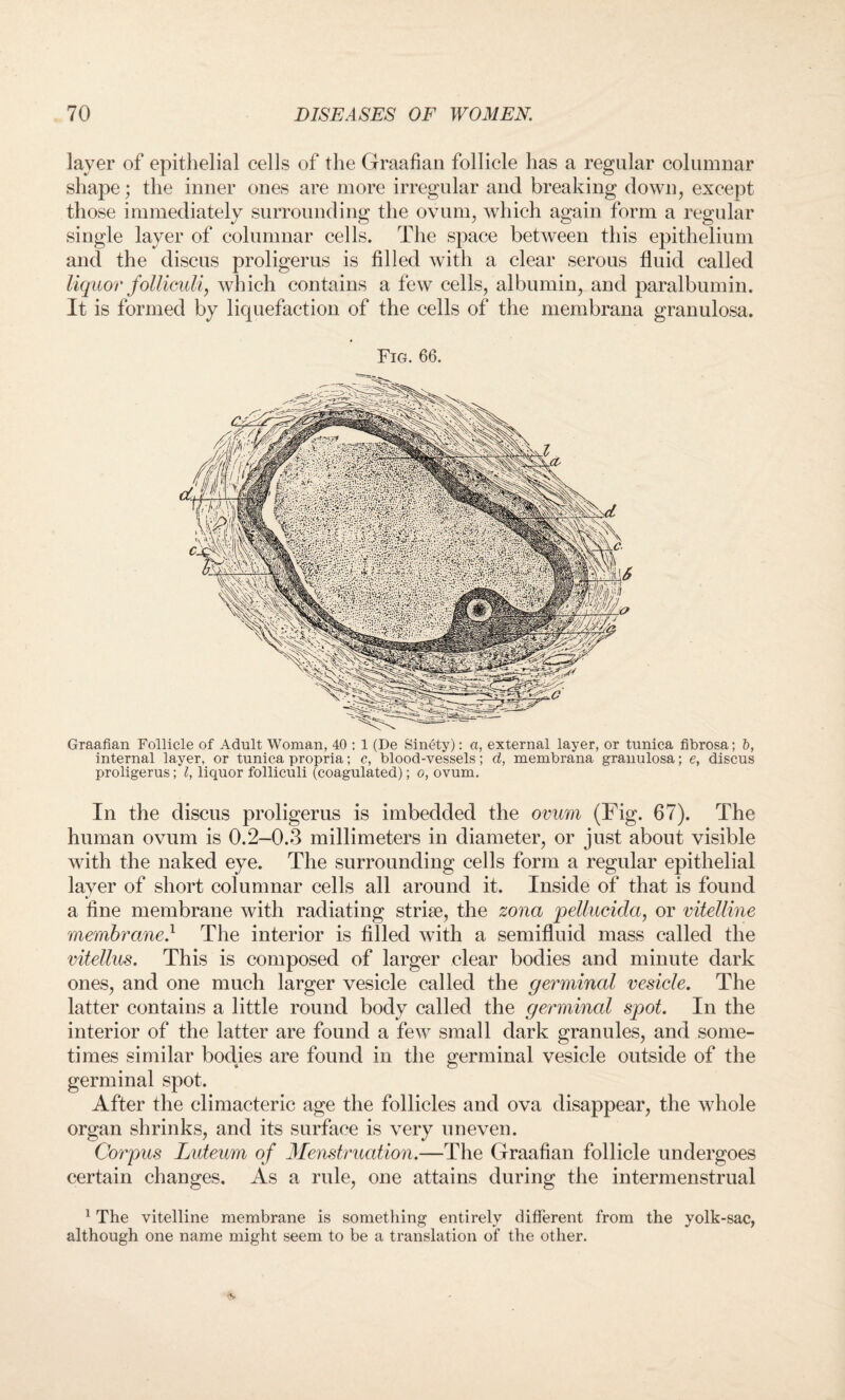 layer of epithelial cells of the Graafian follicle has a regular columnar shape; the inner ones are more irregular and breaking down, except those immediately surrounding the ovum, which again form a regular single layer of columnar cells. The space between this epithelium and the discus proligerus is filled with a clear serous fluid called liquor follieuli, which contains a few cells, albumin, and paralbumin. It is formed by liquefaction of the cells of the membrana granulosa. Fig. 66. Graafian Follicle of Adult Woman, 40 : 1 (De Sinety): a, external layer, or tunica fibrosa; b, internal layer, or tunica propria; c, blood-vessels; d, membrana granulosa; e, discus proligerus; l, liquor follieuli (coagulated); o, ovum. In the discus proligerus is imbedded the ovum (Fig. 67). The human ovum is 0.2-0.3 millimeters in diameter, or just about visible with the naked eye. The surrounding cells form a regular epithelial layer of short columnar cells all around it. Inside of that is found a fine membrane with radiating striae, the zona pellucida, or vitelline membrane} The interior is filled with a semifluid mass called the vitellus. This is composed of larger clear bodies and minute dark ones, and one much larger vesicle called the germinal vesicle. The latter contains a little round body called the germinal spot. In the interior of the latter are found a few small dark granules, and some¬ times similar bodies are found in the germinal vesicle outside of the germinal spot. After the climacteric age the follicles and ova disappear, the whole organ shrinks, and its surface is very uneven. Corpus Luteum of Menstruation.—The Graafian follicle undergoes certain changes. As a rule, one attains during the intermenstrual 1 The vitelline membrane is something entirely different from the yolk-sac, although one name might seem to be a translation of the other.