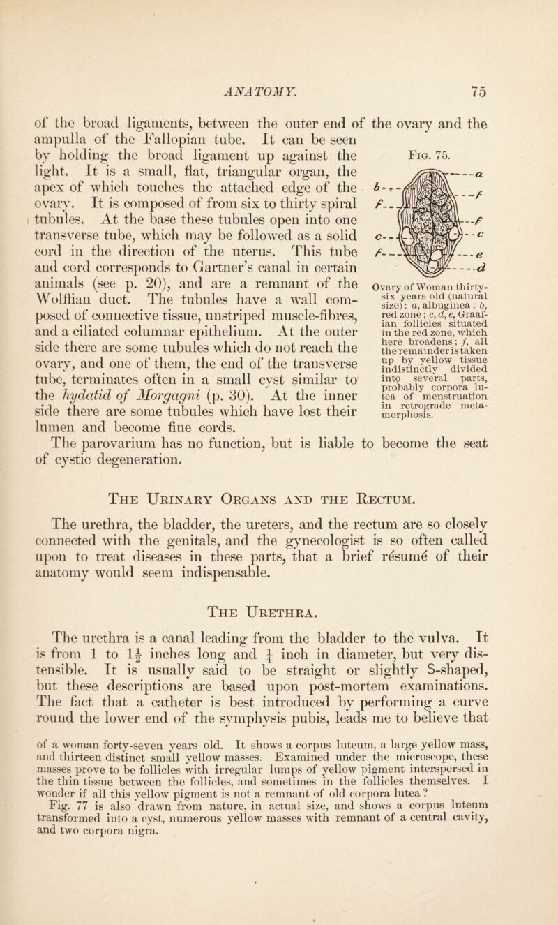 of the broad ligaments, between the outer end of the ovary and the ampulla of the Fallopian tube. It can be seen by holding the broad ligament up against the light. It is a small, flat, triangular organ, the apex of which touches the attached edge of the ovary. It is composed of from six to thirty spiral tubules. At the base these tubules open into one transverse tube, which may be followed as a solid cord in the direction of the uterus. This tube and cord corresponds to Gartner’s canal in certain animals (see p. 20), and are a remnant of the Wolffian duct. The tubules have a wall com- and a ciliated columnar epithelium. At the outer side there are some tubules which do not reach the ovary, and one of them, the end of the transverse tube, terminates often in a small cyst similar to the hydatid of Morgagni (p. 30). At the inner side there are some tubules which have lost their lumen and become fine cords. The parovarium has no function, but is liable to become the seat of cystic degeneration. The Urinary Organs and the Rectum. The urethra, the bladder, the ureters, and the rectum are so closely connected with the genitals, and the gynecologist is so often called upon to treat diseases in these parts, that a brief resume of their anatomy would seem indispensable. The Urethra. The urethra is a canal leading from the bladder to the vulva. It is from 1 to 1J inches long and \ inch in diameter, but very dis¬ tensible. It is usually said to be straight or slightly S-shaped, but these descriptions are based upon post-mortem examinations. The fact that a catheter is best introduced by performing a curve round the lower end of the symphysis pubis, leads me to believe that of a woman forty-seven years old. It shows a corpus luteum, a large yellow mass, and thirteen distinct small yellow masses. Examined under the microscope, these masses prove to be follicles with irregular lumps of yellow pigment interspersed in the thin tissue between the follicles, and sometimes in the follicles themselves. I wonder if all this yellow pigment is not a remnant of old corpora lutea ? Fig. 77 is also drawn from nature, in actual size, and shows a corpus luteum transformed into a cyst, numerous yellow masses with remnant of a central cavity, and two corpora nigra. posed of cormective tissue, uustriped muscle-fibres, Fig. 75. Ovary of Woman thirty- six years old (natural size): a, albuginea; b, red zone; c, d, e, Graaf¬ ian follicles situated in the red zone, which here broadens; f, all the remainder is taken up by yellow tissue indistinctly divided into several parts, probably corpora lu¬ tea of menstruation in retrograde meta¬ morphosis.