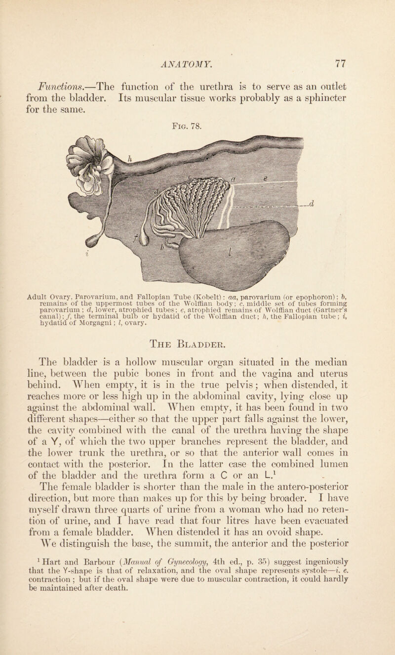 Functions.—The function of the urethra is to serve as an outlet from the bladder. Its muscular tissue works probably as a sphincter for the same. Fig. 78. Adult Ovary, Parovarium, and Fallopian Tube (Kobelt): aa, parovarium (or epophoron); 6, remains of the uppermost tubes of the Wolffian body; c, middle set, of tubes forming parovarium ; d, lower, atrophied tubes; e, atrophied remains of Wolffian duct (Gartner’s canal);/, the terminal bulb or hydatid of the Wolffian duct; h, the Fallopian tube; i, hydatid of Morgagni; l, ovary. The Bladder. The bladder is a hollow muscular organ situated in the median line, between the pubic bones in front and the vagina and uterus behind. When empty, it is in the true pelvis; when distended, it reaches more or less high up in the abdominal cavity, lying close up against the abdominal wall. When empty, it has been found in two different shapes—either so that the upper part falls against the lower, the cavity combined with the canal of the urethra having the shape of a Y, of which the two upper branches represent the bladder, and the lower trunk the urethra, or so that the anterior wall comes in contact with the posterior. In the latter case the combined lumen of the bladder and the urethra form a C or an L! The female bladder is shorter than the male in the antero-posterior direction, but more than makes up for this by being broader. I have myself drawn three quarts of urine from a woman who had no reten¬ tion of urine, and I have read that four litres have been evacuated from a female bladder. When distended it has an ovoid shape. We distinguish the base, the summit, the anterior and the posterior 1 Hart and Barbour (Manual of Crynecology, 4th ed., p. 35) suggest ingeniously that the Y-shape is that of relaxation, and the oval shape represents systole—i. e. contraction ; but if the oval shape were due to muscular contraction, it could hardly be maintained after death.