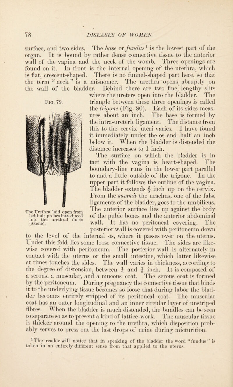 Fig. 79. surface, and two sides. The base or fundus1 is the lowest part of the organ. It is bound by rather dense connective tissue to the anterior wall of the vagina and the neck of the womb. Three openings are found on it. In front is the internal opening of the urethra, which is flat, crescent-shaped. There is no funnel-shaped part here, so that the term “ neck ” is a misnomer. The urethra opens abruptly on the wall of the bladder. Behind there are two fine, lengthy slits where the ureters open into the bladder. The triangle between these three openings is called the trigone (Fig. 80). Each of its sides meas¬ ures about an inch. The base is formed by the intra-ureteric ligament. The distance from this to the cervix uteri varies. I have found it immediately under the os and half an inch below it. When the bladder is distended the distance increases to 1 inch. The surface on which the bladder is in tact with the vagina is heart-shaped. The boundary-line runs in the lower part parallel to and a little outside of the trigone. In the upper part it follows the outline of the vagina. The bladder extends -§- inch up on the cervix. From the summit the urachus, one of the false ligaments of the bladder, goes to the umbilicus. The anterior surface lies up against the body of the pubic bones and the anterior abdominal wall. It has no peritoneal covering. The posterior wall is covered with peritoneum down to the level of the internal os, where it passes over on the uterus. Under this fold lies some loose connective tissue. The sides are like¬ wise covered with peritoneum. The posterior wall is alternately in contact with the uterus or the small intestine, which latter likewise at times touches the sides. The wall varies in thickness, according to the degree of distension, between J and | inch. It is composed of a serous, a muscular, and a mucous coat. The serous coat is formed by the peritoneum. During pregnancy the connective tissue that binds it to the underlying tissue becomes so loose that during labor the blad¬ der becomes entirely stripped of its peritoneal coat. The muscular coat has an outer longitudinal and an inner circular layer of unstriped fibres. When the bladder is much distended, the bundles can be seen to separate so as to present a kind of lattice-work. The muscular tissue is thicker around the opening to the urethra, which disposition prob¬ ably serves to press out the last drops of' urine during micturition. 1 The reader will notice that in speaking of the bladder the word “fundus” is taken in an entirely different sense from that applied to the uterus. The Urethra laid open from behind; probes introduced into the urethral ducts (Skene).