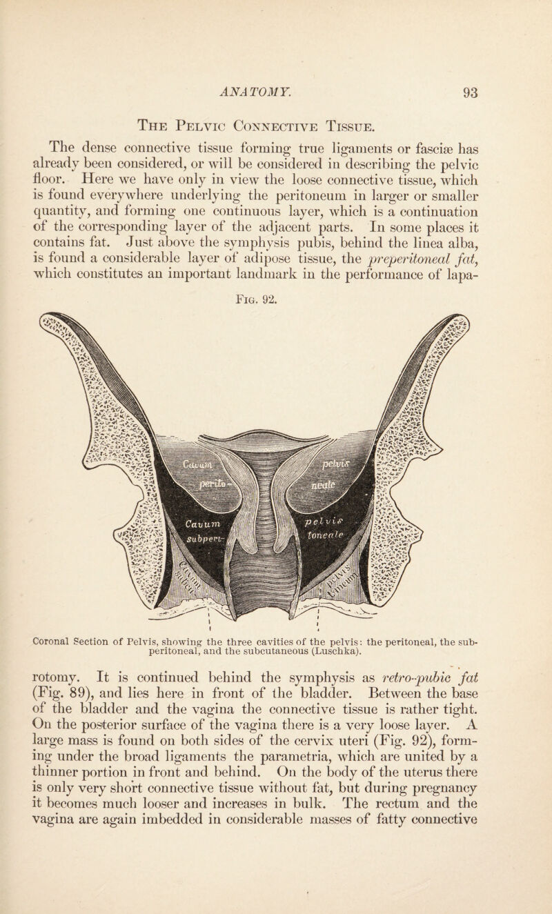 The Pelvic Connective Tissue. The dense connective tissue forming true ligaments or fasciae has already been considered, or will be considered in describing the pelvic floor. Here we have only in view the loose connective tissue, which is found everywhere underlying the peritoneum in larger or smaller quantity, and forming one continuous layer, which is a continuation of the corresponding layer of the adjacent parts. In some places it contains fat. Just above the symphysis pubis, behind the linea alba, is found a considerable layer of adipose tissue, the preperitoneal fat, which constitutes an important landmark in the performance of lapa- Fig. 92. Coronal Section of Pelvis, showing the three cavities of the pelvis: the peritoneal, the sub- peritoneal, and the subcutaneous (Luschka). rotomy. It is continued behind the symphysis as retro-pubic fat (Fig. 89), and lies here in front of the bladder. Between the base of the bladder and the vagina the connective tissue is rather tight. On the posterior surface of the vagina there is a very loose layer. A large mass is found on both sides of the cervix uteri (Fig. 92), form¬ ing under the broad ligaments the parametria, which are united by a thinner portion in front and behind. On the body of the uterus there is only very short connective tissue without fat, but during pregnancy it becomes much looser and increases in bulk. The rectum and the vagina are again imbedded in considerable masses of fatty connective