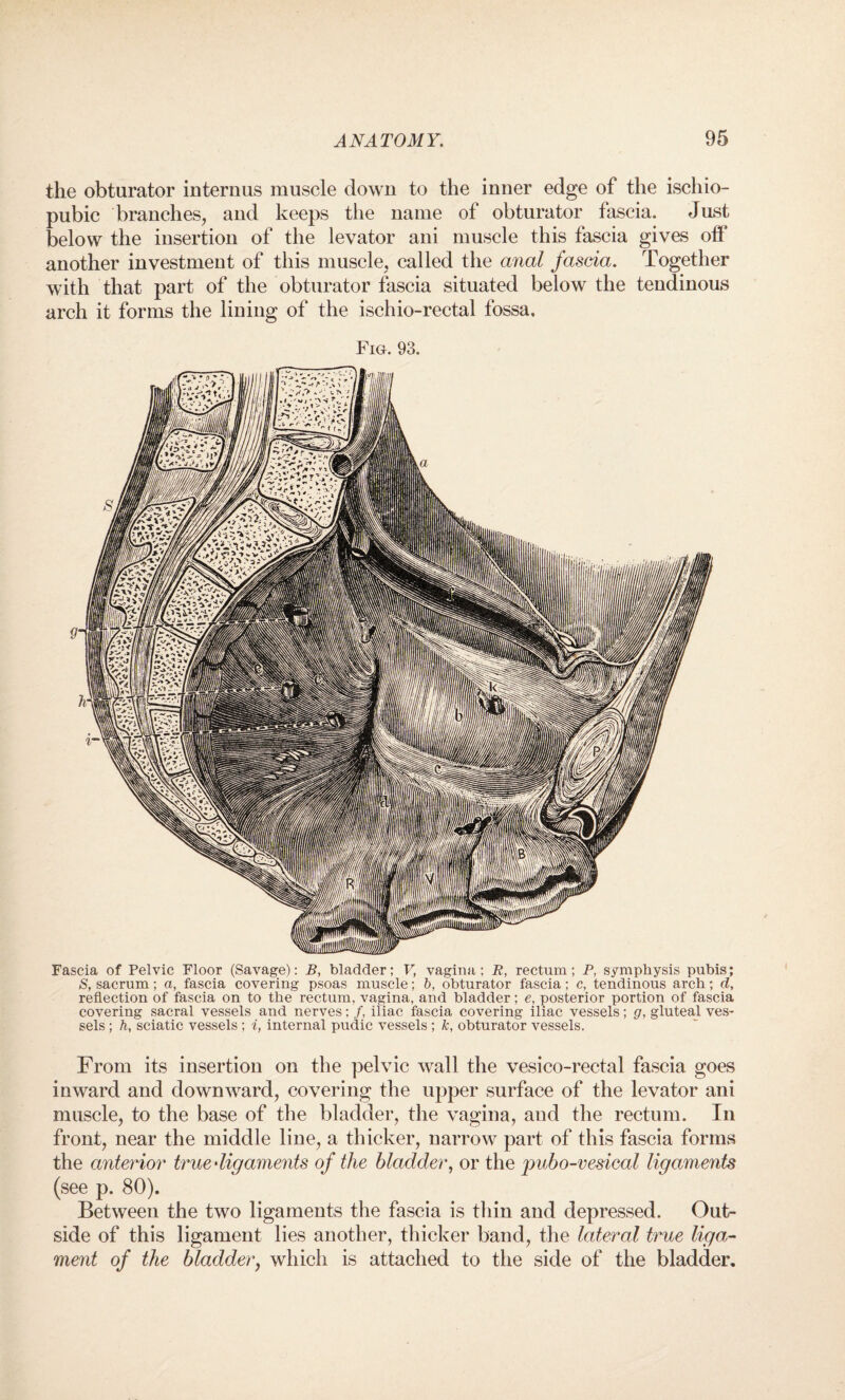 the obturator interims muscle down to the inner edge of the ischio- pubic branches, and keeps the name of obturator fascia. Just below the insertion of the levator ani muscle this fascia gives off another investment of this muscle, called the anal fascia. Together with that part of the obturator fascia situated below the tendinous arch it forms the lining of the ischio-rectal fossa. Fig. 93. Fascia of Pelvic Floor (Savage): B, bladder; V, vagina; R, rectum ; P, symphysis pubis; S, sacrum; a, fascia covering psoas muscle; 6, obturator fascia; c, tendinous arch; cl, reflection of fascia on to the rectum, vagina, and bladder; e, posterior portion of fascia covering sacral vessels and nerves: f, iliac fascia covering iliac vessels; g, gluteal ves¬ sels ; h, sciatic vessels; i, internal pudic vessels ; k, obturator vessels. From its insertion on the pelvic wall the vesico-rectal fascia goes inward and downward, covering the upper surface of the levator ani muscle, to the base of the bladder, the vagina, and the rectum. In front, near the middle line, a thicker, narrow part of this fascia forms the anterior true dig aments of the bladder, or the pubo-vesical ligaments (see p. 80). Between the two ligaments the fascia is thin and depressed. Out¬ side of this ligament lies another, thicker band, the lateral true liga¬ ment of the bladder, which is attached to the side of the bladder.
