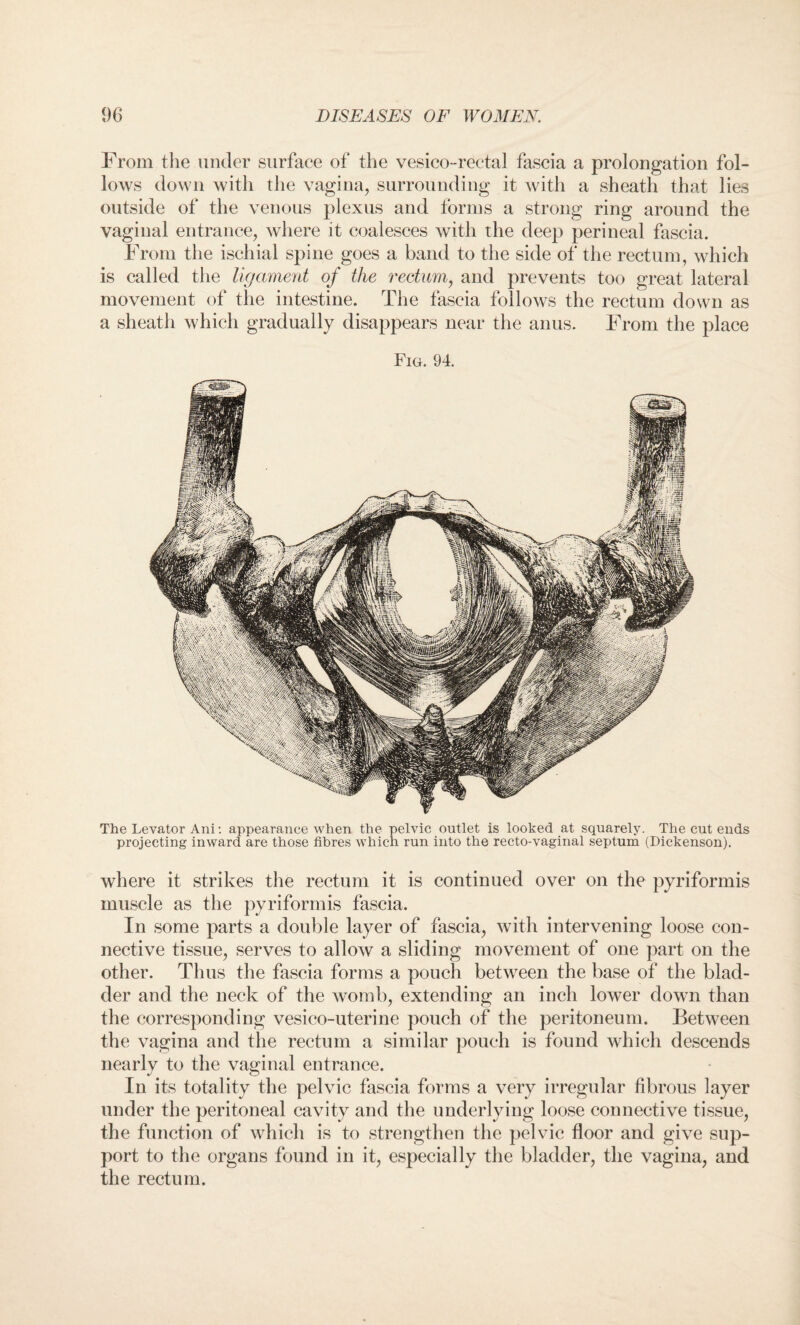 From the under surface of the vesico-rectal fascia a prolongation fol¬ lows down with the vagina, surrounding it with a sheath that lies outside of the venous plexus and forms a strong ring around the vaginal entrance, where it coalesces with the deep perineal fascia. From the ischial spine goes a band to the side of the rectum, which is called the ligament of the rectum, and prevents too great lateral movement of the intestine. The fascia follows the rectum down as a sheath which gradually disappears near the anus. From the place Fig. 94. The Levator Ani: appearance when the pelvic outlet is looked at squarely. The cut ends projecting inward are those fibres which run into the recto-vaginal septum (Dickenson). where it strikes the rectum it is continued over on the pyriformis muscle as the pyriformis fascia. In some parts a double layer of fascia, with intervening loose con¬ nective tissue, serves to allow a sliding movement of one part on the other. Thus the fascia forms a pouch between the base of the blad¬ der and the neck of the womb, extending an inch lower down than the corresponding vesieo-uterine pouch of the peritoneum. Between the vagina and the rectum a similar pouch is found which descends nearly to the vaginal entrance. In its totality the pelvic fascia forms a very irregular fibrous layer under the peritoneal cavity and the underlying loose connective tissue, the function of which is to strengthen the pelvic floor and give sup¬ port to the organs found in it, especially the bladder, the vagina, and the rectum.
