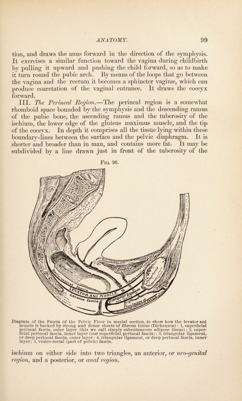 tion, and draws the anus forward in the direction of the symphysis. It exercises a similar function toward the vagina during childbirth by pulling it upward and pushing the child forward, so as to make it turn round the pubic arch. By means of the loops that go between the vagina and the rectum it becomes a sphincter vaginae, which can produce coarctation of the vaginal entrance. It draws the coccyx forward. III. The Perineal Region.—The perineal region is a somewhat rhomboid space bounded by the symphysis and the descending ramus of the pubic bone, the ascending ramus and the tuberosity of the ischium, the lower edge of the gluteus maximus muscle, and the tip of the coccyx. In depth it comprises all the tissue lying within these boundary-lines between the surface and the pelvic diaphragm. It is shorter and broader than in man, and contains more fat. It may be subdivided by a line drawn just in front of the tuberosity of the Fig. 96. Diagram of the Fascia of the Pelvic Floor in mesial section, to show how the levator ani muscle is hacked by strong and dense sheets of fibrous tissue (Dickenson): 1, superficial perineal fascia, outer layer (this we call simply subcutaneous adipose tissue); 2, super¬ ficial perineal fascia, inner layer (our superficial perineal fascia); 3, triangular ligament, or deep perineal fascia, outer layer; 4, triangular ligament, or deep perineal fascia, inner layer; 5, vesico-rectal (part of pelvic) fascia. ischium on either side into two triangles, an anterior, or uro-genital region, and a posterior, or anal region.