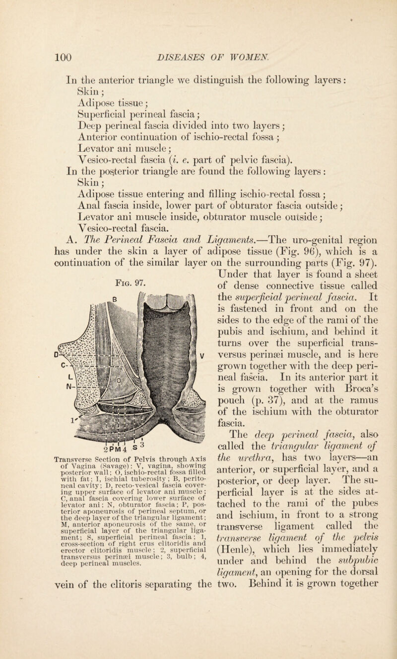 In the anterior triangle we distinguish the following layers: Skin; Adipose tissue; Superficial perineal fascia; Deep perineal fascia divided into two layers; Anterior continuation of ischio-rectal fossa ; Levator ani muscle; Vesico-rectal fascia (i. e. part of pelvic fascia). In the posterior triangle are found the following layers: Skin; Adipose tissue entering and filling ischio-rectal fossa; Anal fascia inside, lower part of obturator fascia outside; Levator ani muscle inside, obturator muscle outside; Vesico-rectal fascia. A . The Perineal Fascia and Ligaments.—The uro-genital region has under the skin a layer of adipose tissue (Fig. 96), which is a continuation of the similar layer on the surrounding parts (Fig. 97). Under that layer is found a sheet of dense connective tissue called the superficial perineal fascia. It is fastened in front and on the sides to the edge of the rami of the pubis and ischium, and behind it turns over the superficial trans- versus perineei muscle, and is here grown together with the deep peri¬ neal fascia. In its anterior part it is grown together with Broca A pouch (p. 37), and at the ramus of the ischium with the obturator fascia. The deep perineal fascia, also called the triangular ligament of the urethra, has two layers—an anterior, or superficial layer, and a posterior, or deep layer. The su¬ perficial layer is at the sides at¬ tached to the rami of the pubes and ischium, in front to a strong transverse ligament called the transverse ligament of the pelvis (Henle), which lies immediately under and behind the subpubic ligament, an opening for the dorsal vein of the clitoris separating the two. Behind it is grown together 2 PM 4 Transverse Section of Pelvis through Axis of Vagina (Savage): V, vagina, showing posterior wall; O, ischio-rectal fossa filled with fat; I, ischial tuberosity; B, perito¬ neal cavity; D, recto-vesical fascia cover¬ ing upper surface of levator ani muscle; C, anal fascia covering lower surface of levator ani; N, obturator fascia; P, pos¬ terior aponeurosis of perineal septum, or the deep layer of the triangular ligament; M, anterior aponeurosis of the same, or superficial layer of the triangular liga¬ ment; S, superficial perineal fascia; 1, cross-section of right crus clitoridis and erector clitoridis muscle; 2, superficial transversus perintei muscle; 3, bulb; 4, deep perineal muscles.