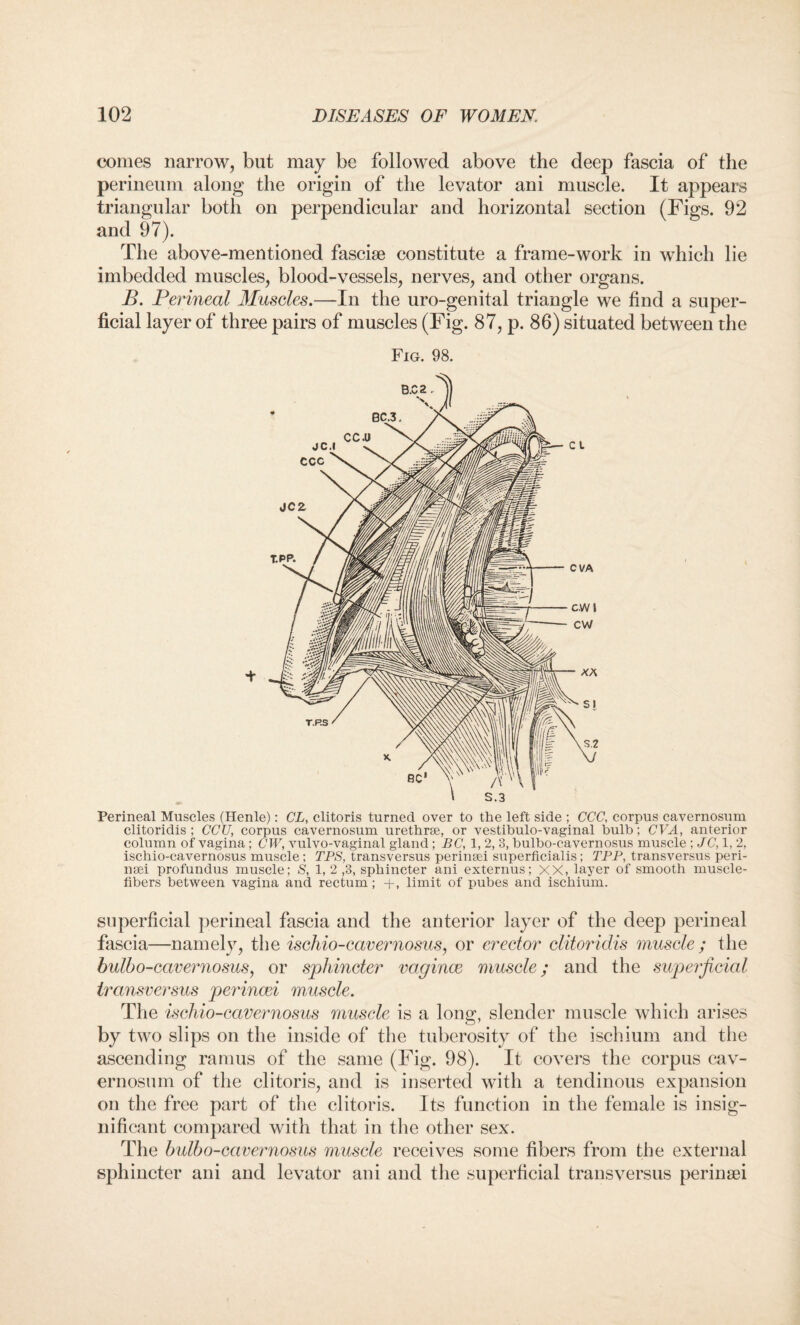 comes narrow, but may be followed above the deep fascia of the perineum along the origin of the levator ani muscle. It appears triangular both on perpendicular and horizontal section (Figs. 92 and 97). The above-mentioned fasciae constitute a frame-work in which lie imbedded muscles, blood-vessels, nerves, and other organs. B. Perineal Muscles.—In the uro-genital triangle we find a super¬ ficial layer of three pairs of muscles (Fig. 87, p. 86) situated between the Fig. 98. Perineal Muscles (Henle): CL, clitoris turned over to the left side ; CCC, corpus cavernosum clitoridis ; CCU, corpus cavernosum urethrae, or vestibulo-vaginal bulb; CVA, anterior column of vagina ; CW, vulvo-vaginal gland ; BC, 1, 2, 3, bulbo-cavernosus muscle ; JC, 1, 2, ischio-cavernosus muscle ; TPS, transversus perinsei superficialis ; TPP, transversus peri- naei profundus muscle; S, 1, 2 ,3, sphincter ani externus; XX, layer of smooth muscle- fibers between vagina and rectum; +, limit of pubes and ischium. superficial perineal fascia and the anterior layer of the deep perineal fascia—namely, the ischio-cavernosus, or erector clitoridis muscle ; the bulbo-cavernosus, or sphincter vaginae muscle; and the superficial transversus perincei muscle. The ischio-cavernosus muscle is a long, slender muscle which arises by two slips on the inside of the tuberosity of the ischium and the ascending ramus of the same (Fig. 98). It covers the corpus cav¬ ernosum of the clitoris, and is inserted with a tendinous expansion on the free part of the clitoris. Its function in the female is insig¬ nificant compared with that in the other sex. The bulbo-cavernosus muscle receives some fibers from the external sphincter ani and levator ani and the superficial transversus perinsei