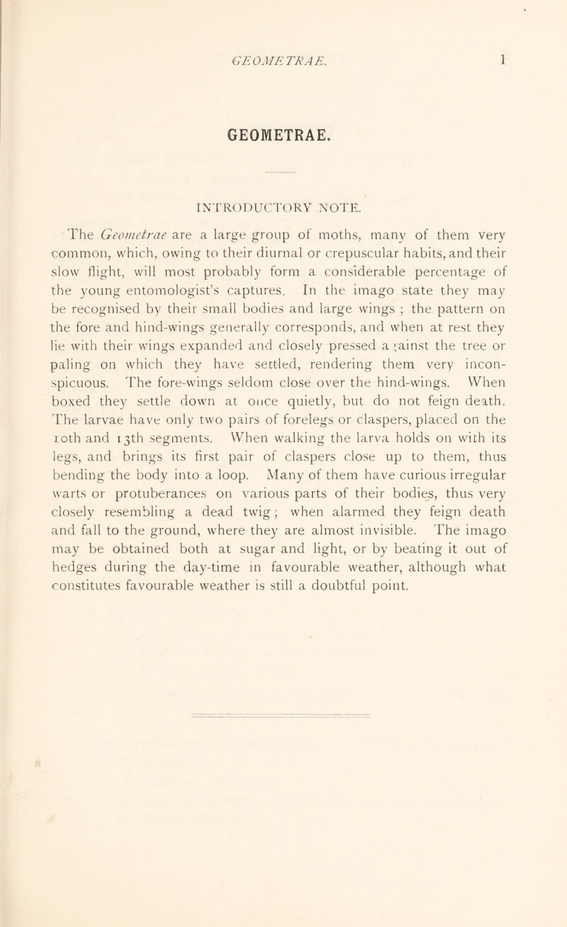 GEOMETRAE. INTRODUCTORY NOTE. The Geometrae are a large group of moths, many of them very common, which, owing to their diurnal or crepuscular habits, and their slow flight, will most probably form a considerable percentage of the young entomologist’s captures. In the imago state they may be recognised by their small bodies and large wings ; the pattern on the fore and hind-wings generally corresponds, and when at rest they lie with their wings expanded and closely pressed a gainst the tree or paling on which they have settled, rendering them very incon¬ spicuous. The fore-wings seldom close over the hind-wings. When boxed they settle down at once quietly, but do not feign death. The larvae have only two pairs of forelegs or claspers, placed on the ioth and 13th segments. When walking the larva holds on with its legs, and brings its first pair of claspers close up to them, thus bending the body into a loop. Many of them have curious irregular warts or protuberances on various parts of their bodies, thus very closely resembling a dead twig; when alarmed they feign death and fall to the ground, where they are almost invisible. The imago may be obtained both at sugar and light, or by beating it out of hedges during the day-time in favourable weather, although what constitutes favourable weather is still a doubtful point.