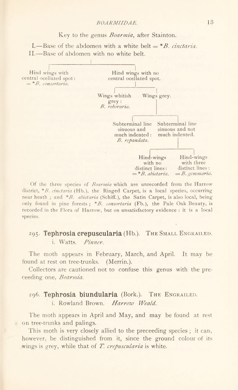 Key to the genus Boarmia, after Stainton. I.—Base of the abdomen with a white belt = *B. cinctciria. II. — Base of abdomen with no white belt. Hind wings with Hind wings with no central ocellated spot: central ocellated spot. — * B, consortaria. Wings whitish Wings grey, grey : B. rob or aria. Subterminal line Subterminal line sinuous and sinuous and not much indented : much indented. B. rcpandata. Hind-wings Hind-wings with no with three distinct lines: distinct lines : = *B. abietaria. = B. gemmaria Of the three species of Boarmia which are unrecorded from the Harrow district, *B. cinctaria (Hb.), the Ringed Carpet, is a local species, occurring near heath ; and *B. abietaria (Schiff.), the Satin Carpet, is also local, being only found in pine forests ; *B. consortaria (Fb.), the Pale Oak Beauty, is recorded in the Flora of Harrow, but on unsatisfactory evidence : it is a local species. 295. Tephrosia crepuseularia (Hb.). The Small Engrailed. i. Watts. Pinner. The moth appears in February, March, and April. It may be found at rest on tree-trunks. (Merrin.). Collectors are cautioned not to confuse this genus with the pre- ceeding one, Boarmia. 296. Tephrosia biimdularia (Bork.). The Engrailed. i. Rowland Brown. Harrow Weald. The moth appears in April and May, and may be found at rest on tree-trunks and palings. This moth is very closely allied to the preceeding species ; it can, however, be distinguished from it, since the ground colour of its wings is grey, while that of T. crepuseularia is white.