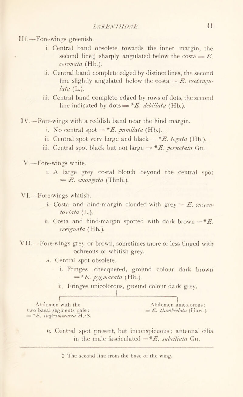 III.—Fore-wings greenish. i. Central band obsolete towards the inner margin, the second line if sharply angulated below the costa ~ E, coronata (Hb.). ii. Central band complete edged by distinct lines, the second line slightly angulated below the costa = J£‘. rectangle lata (L.). iii. Central band complete edged by rows of dots, the second line indicated by dots — *E. debiliata (Hb.), tV.—-Fore-wings with a reddish band near the hind margin, i. No central spot = *E, pumilata (Hb.). ii. Central spot very large and black = *E. togata (Hb.), iii. Central spot black but not large =* *E. pefnotata Gn, V.—Fore-wings white, i. A large grey costal blotch beyond the central spot *= E. oblongata (Thnb.). VI ,—Fore wings whitish. u Costa and hind-margin clouded with grey — E. succen* turiata (L.). ii. Costa and hind-margin spotted with dark brown = *£', irHguata (Hb,). VII.—Fore-wings grey or brown, sometimes more or less tinged with ochreous or whitish grey. a. Central spot obsolete. i. Fringes checquered, ground colour dark brown = *E* pygmaeata (Hb,). ii. Fringes unicolorous, ground colour dark grey. Abdomen with the Abdomen unicolorous : two basal segments pale : = E. plumbeolata (Haw.)-. = *E. isograintriaria H.-S, B. Central spot present, but inconspicuous; antennal cilia in the male fasciculated = *E. subdliata Gn. ! The second line frotn the base of the wing.