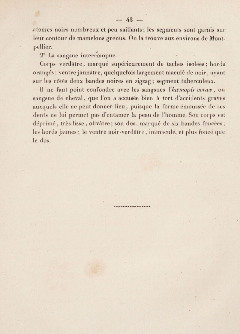 atomes noirs nombreux et peu saillants; les segments sont garnis sur leur contour de mamelons grenus. On la trouve aux environs de Mont¬ pellier. # * 2° La sangsue interrompue. Corps verdâtre, marqué supérieurement de taches isolées; bords orangés; ventre jaunâtre, quelquefois largement maculé de noir, ayant sur les côtés deux bandes noires en zigzag ; segment tuberculeux. H ne faut point confondre avec les sangsues Xhœmopis vorax, ou sangsue de cheval, que l’on a accusée bien à tort d’accidents graves auxquels elle ne peut donner lieu, puisque la forme émoussée de ses dents ne lui permet pas d’entamer la peau de l’homme. Son corps est déprimé, très-lisse, olivâtre; son dos, marqué de six bandes foncées; les bords jaunes ; le ventre noir-verdâtre, immaculé, et plus foncé que le dos.