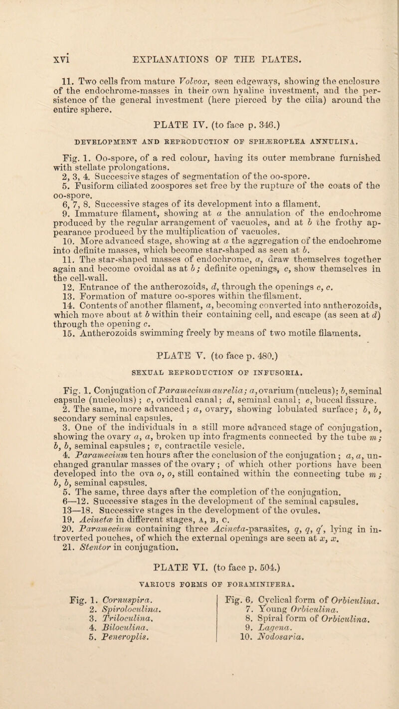 11. Two cells from mature Volvox, seen edgeways, showing the enclosure of the endoehrome-masses in their own hyaline investment, and the per¬ sistence of the general investment (here pierced by the cilia) around the entire sphere. PLATE IV. (to face p. 346.) DEVELOPMENT AND REPRODUCTION OE SPHiEROPLEA ANNULINA. Eig. 1. Oo-spore, of a red colour, having its outer membrane furnished with stellate prolongations. 2, 3, 4. Successive stages of segmentation of the oo-spore. 5. Fusiform ciliated zoospores set free by the rupture of the coats of the oo-spore. 6, 7, 8. Successive stages of its development into a filament. 9. Immature filament, showing at a the annulation of the endochrome produced by the regular arrangement of vacuoles, and at b the frothy ap¬ pearance produced by the multiplication of vacuoles. 10. More advanced stage, showing at a the aggregation of the endochrome into definite masses, which become star-shaped as seen at b. 11. The star-shaped masses of endochrome, a, draw themselves together again and become ovoidal as at b ; definite openings, e, show themselves in the cell-wall. 12. Entrance of the antherozoids, d, through the openings c, c. 13. Formation of mature oo-spores within theiilament. 14. Contents of another filament, a, becoming converted into antherozoids, which move about at b within their containing cell, and escape (as seen at d) through the opening c. 15. Antherozoids swimming freely by means of two motile filaments. PLATE V. (to face p. 480.) SEXUAL EEPEODUCTION OP INPUSOKIA. Fig. 1. Conjugation of Paramecium aurelia; a, ovarium (nucleus); b, seminal capsule (nucleolus); c, oviducal canal; d, seminal canal; e, buccal fissure. 2. The same, more advanced; a, ovary, showing lobulated surface; b,b, secondary seminal capsules. 3. One of the individuals iu a still more advanced stage of conjugation, showing the ovary a, a, broken up into fragments connected by the tube m; b, b, seminal capsules; v, contractile vesicle, 4. Paramecium ten hours after the conclusion of the conjugation ; a, a, un¬ changed granular masses of the ovary; of which other portions have been developed into the ova o, o, still contained within the connecting tube m ; b, b, seminal capsules. 5. The same, three days after the completion of the conjugation. 6—12. Successive stages in the development of the seminal capsules. 13—18. Successive stages in the development of the ovules. 19. Acinetce in different stages, a, b, c. 20. Paramecium containing three HcmeAt-parasites, q, q, q, lying in in¬ troverted pouches, of which the external openings are seen at x, x. 21. Stentor in conjugation. PLATE VI. (to face p. 504.) VARIOUS FORMS OP Fig. 1. Cornuspira. 2. Spiroloculina. 3. Triloculina. 4. Biloculina. 5. Peneroplis. FORAMINIFERA. Fig. 6, Cyclical form of Orbiculina. 7. Young Orbiculina. 8. Spiral form of Orbiculina. 9. Lagena. 10. Nodosaria.