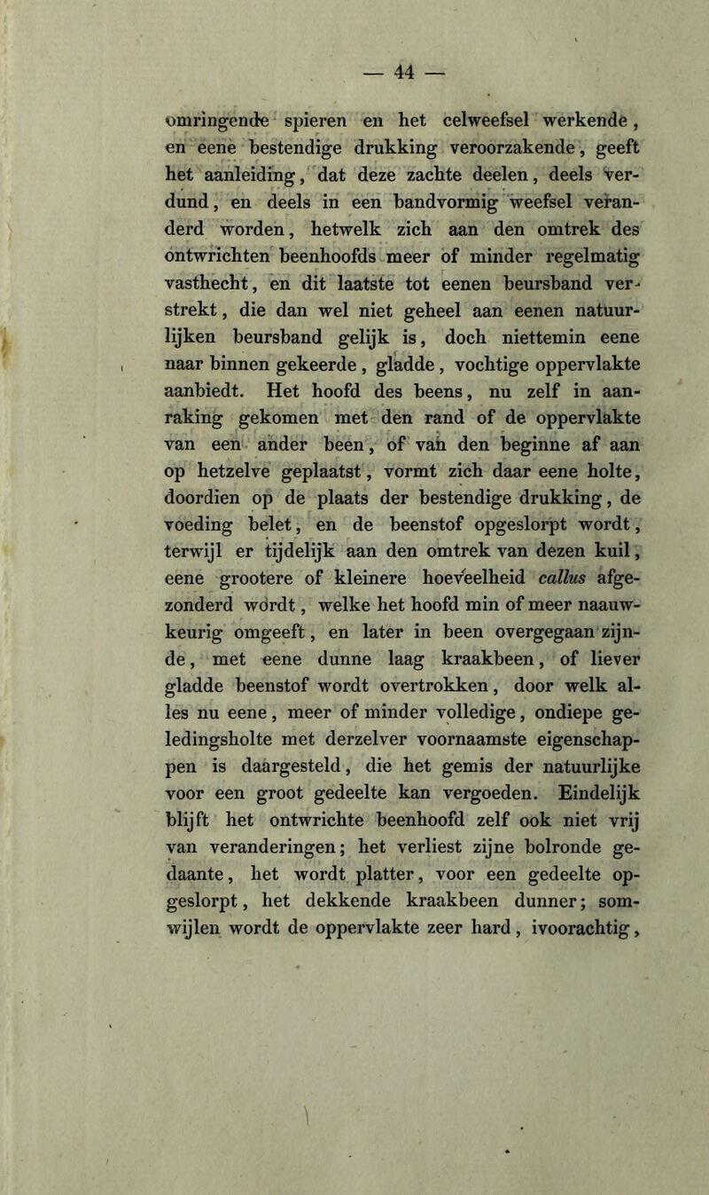 omringende spieren en het celweefsel werkende, en eene bestendige drukking veroorzakende, geeft het aanleiding, dat deze zachte deelen, deels ver¬ dund, en deels in een bandvormig weefsel veran¬ derd worden, hetwelk zich aan den omtrek des ontwrichten beenhoofds meer of minder regelmatig vasthecht, en dit laatste tot eenen beursband ver¬ strekt , die dan wel niet geheel aan eenen natuur¬ lijken beursband gelijk is, doch niettemin eene naar binnen gekeerde , gladde , vochtige oppervlakte aanbiedt. Het hoofd des beens, nu zelf in aan¬ raking gekomen met den rand of de oppervlakte van een ander been, of van den beginne af aan op hetzelve geplaatst, vormt zich daar eene holte, doordien op de plaats der bestendige drukking, de voeding belet, en de beenstof opgeslorpt wordt, terwijl er tijdelijk aan den omtrek van dezen kuil, eene grootere of kleinere hoeveelheid callus afge¬ zonderd wordt, welke het hoofd min of meer naauw- keurig omgeeft, en later in been overgegaan zijn¬ de , met eene dunne laag kraakbeen, of liever gladde beenstof wordt overtrokken, door welk al¬ les nu eene, meer of minder volledige, ondiepe ge- ledingsholte met derzelver voornaamste eigenschap¬ pen is daargesteld, die het gemis der natuurlijke voor een groot gedeelte kan vergoeden. Eindelijk blijft het ontwrichte beenhoofd zelf ook niet vrij van veranderingen; het verliest zijne bolronde ge¬ daante , het wordt platter, voor een gedeelte op¬ geslorpt , het dekkende kraakbeen dunner; som¬ wijlen wordt de oppervlakte zeer hard, ivoorachtig,