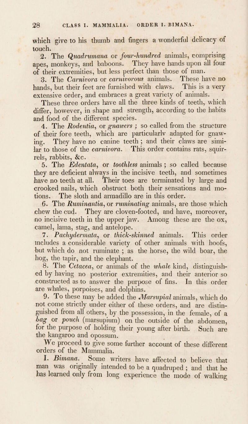 which give to his thumb and fingers a wonderful delicacy of touch. 2. The Quadrumana or four-hundred animals, comprising apes, monkeys, and baboons. They have hands upon all four of their extremities, but less perfect than those of man. 3. The Carnivora or carnivorous animals. These have no hands, but their feet are furnished with claws. This is a very extensive order, and embraces a great variety of animals. These three orders have all the three kinds of teeth, which differ, however, in shape and strength, according to the habits and food of the different species. 4. The Rodentia^ or gnawers ; so called from the structure of their fore teeth, which are particularlv adapted for gnaw¬ ing. They have no canine teeth ; and their claws are simi¬ lar to those of the carnivora. This order contains rats, squir¬ rels, rabbits, &c. 5. The Edentata., or toothless animals ; so called because they are deficient always in the incisive teeth, and sometimes have no teeth at all. Their toes are terminated by large and crooked nails, which obstruct both their sensations and mo¬ tions. The sloth and armadillo are in this order. 6. The Ruminantia, or ruminating animals, are those which chew the cud. They are cloven-footed, and have, moreover, no incisive teeth in the upper jaw. Among these are the ox, camel, lama, stag, and antelope. 7. Pachydermata.) or thick-skinned animals. This order includes a considerable variety of other animals with hoofs, but which do not ruminate ; as the horse, the wild boar, the hog, the tapir, and the elephant. 8. The Cetacea, or animals of the whale kind, distinguish¬ ed by having no posterior extremities, and their anterior so constructed as to answer the purpose of fins. In this order are whales, porpoises, and dolphins. 9. To these may be added the Marsupial animals, which do not come strictly under either of these orders, and are distin¬ guished from all others, by the possession, in the female, of a bag or pouch (marsupium) on the outside of the abdomen, for the purpose of holding their young after birth. Such are the kangaroo and opossum. We proceed to give some further account of these different orders of the Mammalia. I. Bimana. ^ Some writers have affected to believe that man was originally intended to be a quadruped ; and that he has learned only from long experience the mode of walking