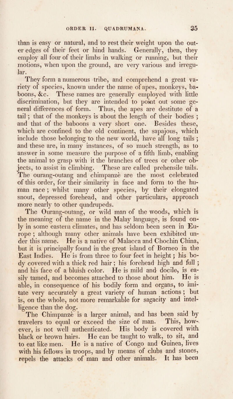 than is easy or natural, and to rest their weight upon the out¬ er edges of their feet or hind hands. Generally, then, they employ all four of their limbs in walking or running, but their motions, when upon the ground, are very various and irregu¬ lar. They form a numerous tribe, and comprehend a great va¬ riety of species, known under the name of apes, monkeys, ba¬ boons, &c. These names are generally employed with little discrimination, but they are intended to pokit out some ge¬ neral differences of form. Thus, the apes are destitute of a tail; that of the monkeys is about the length of their bodies ; and that of the baboons a very short one. Besides these, which are confined to the old continent, the sapajous, which include those belonging to the new world, have all long tails ; and these are, in many instances, of so much strength, as to answer in some measure the purpose of a fifth limb, enabling the animal to grasp with it the branches of trees or other ob¬ jects, to assist in climbing. These are called prehensile tails. The ourang-outang and chimpanze are the most celebrated of this order, for their similarity in face and form to the hu¬ man race; whilst many other species, by their elongated snout, depressed forehead, and other particulars, approach more nearly to other quadrupeds. The Ourang-outang, or wild man of the woods, which is the meaning of the name in the Malay language, is found on¬ ly in some eastern climates, and has seldom been seen in Eu¬ rope ; although many other animals have been exhibited un¬ der this name. He is a native of Malacca and Chochin China, but it is. principally found in the great island of Borneo in the East Indies. He is from three to four feet in height; his bo¬ dy covered with a thick red hair; his forehead high and full; and his face of a bluish color. He is mild and docile, is ea¬ sily tamed, and becomes attached to those about him. He is able, in consequence of his bodily form and organs, to imi- • tate very accurately a great variety of human actions; but is, on the whole, not more remarkable for sagacity and intel¬ ligence than the dog. The Chimpanze is a larger animal, and has been said by travelers to equal or exceed the size of man. This, how-' ever, is not well authenticated. His body is covered with black or brown hairs. He can be taught to walk, to sit, and to eat like men. He is a native of Congo and Guinea, lives with his fellows in troops, and by means of clubs and stones, repels the attacks of man and other animals. It has been