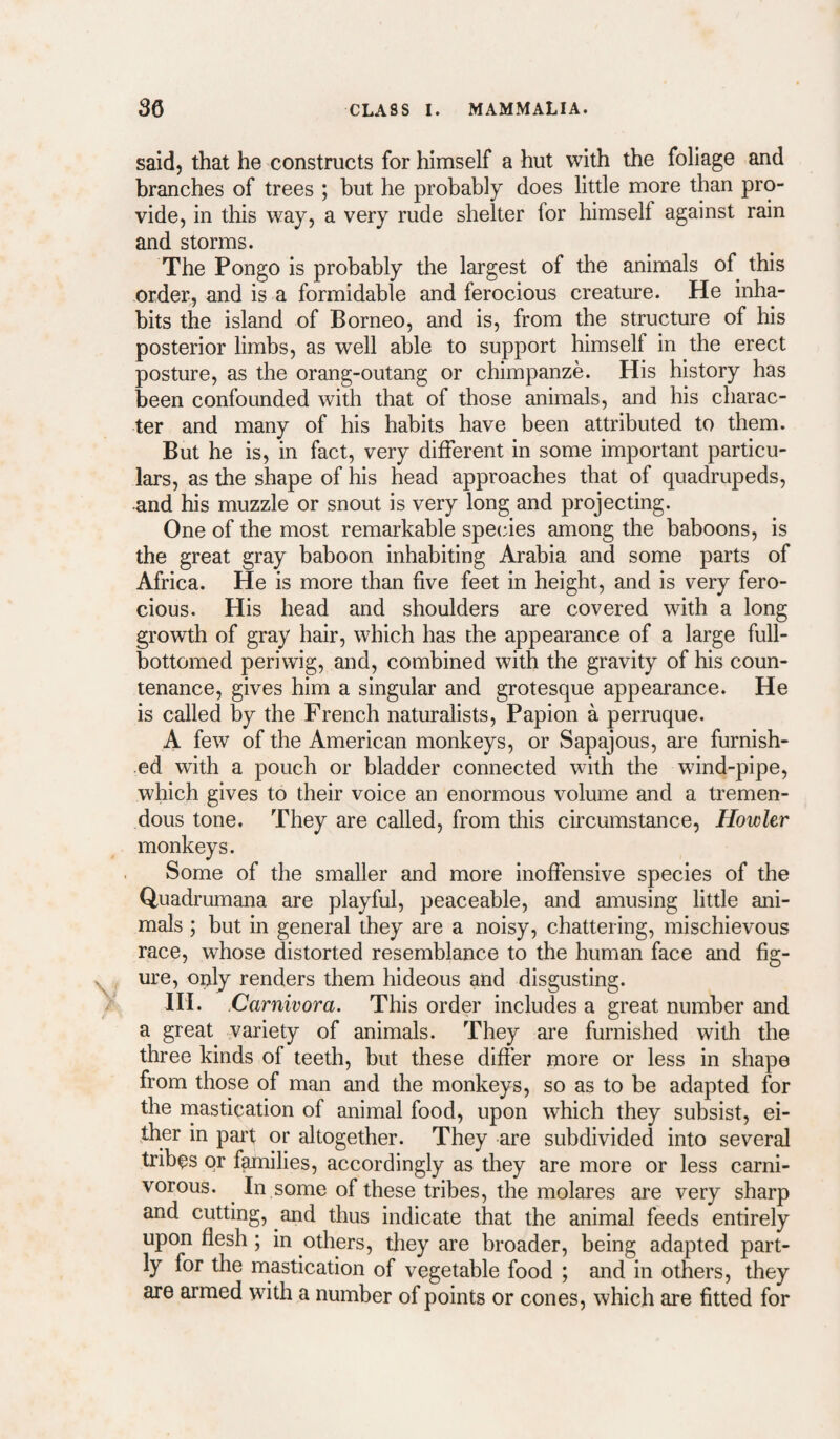 said, that he constructs for himself a hut with the foliage and branches of trees ; but he probably does little more than pro¬ vide, in this way, a very rude shelter for himself against rain and storms. The Pongo is probably the largest of the animals of this order, and is a formidable and ferocious creature. He inha¬ bits the island of Borneo, and is, from the structure of his posterior limbs, as well able to support himself in the erect posture, as the orang-outang or chimpanze. His history has been confounded with that of those animals, and his charac¬ ter and many of his habits have been attributed to them. But he is, in fact, very different in some important particu¬ lars, as the shape of his head approaches that of quadrupeds, and his muzzle or snout is very long and projecting. One of the most remarkable species among the baboons, is the great gray baboon inhabiting Arabia and some parts of Africa. He is more than five feet in height, and is very fero¬ cious. His head and shoulders are covered with a long growth of gray hair, which has the appearance of a large full- bottomed periwig, and, combined with the gravity of his coun¬ tenance, gives him a singular and grotesque appearance. He is called by the French naturalists, Papion a perruque. A few of the American monkeys, or Sapajous, are furnish¬ ed with a pouch or bladder connected with the wind-pipe, which gives to their voice an enormous volume and a tremen¬ dous tone. They are called, from this circumstance. Howler monkeys. Some of the smaller and more inoffensive species of the Quadrumana are playful, peaceable, and amusing little ani¬ mals ; but in general they are a noisy, chattering, mischievous race, whose distorted resemblance to the human face and fig¬ ure, only renders them hideous and disgusting. HI. Carnivora. This order includes a great number and a great variety of animals. They are furnished with the three kinds of teeth, but these differ more or less in shape from those of man and the monkeys, so as to be adapted for the inastioation of animal food, upon which they subsist, ei¬ ther in part or altogether. They are subdivided into several tribes or f^ilies, accordingly as they are more or less carni¬ vorous. ^ In some of these tribes, the molares are very sharp and cutting, and thus indicate that the animal feeds entirely upon flesh ; in others, they are broader, being adapted part¬ ly for the mastication of vegetable food ; and in others, they are armed with a number of points or cones, which are fitted for