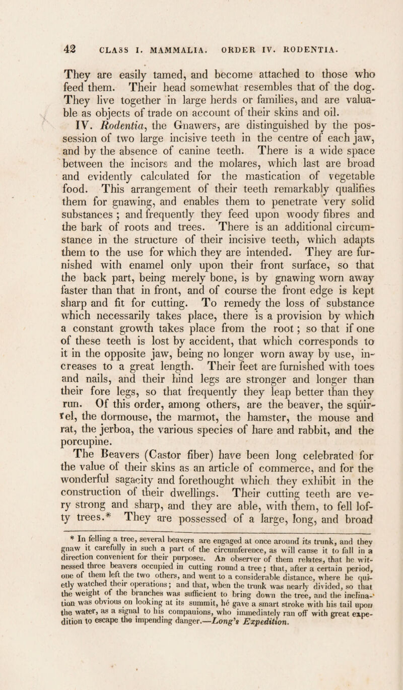 They are easily tamed, and become attached to those who feed them. Their head somewhat resembles that of the dog. They live together in large herds or families, and are valua¬ ble as objects of trade on account of their skins and oil. IV. Rodentia^ the Gnawers, are distinguished by the pos¬ session of two large incisive teeth in the centre of each jaw, and by the absence of canine teeth. There is a wide space between the incisors and the molares, which last are broad and evidently calculated for the mastication of vegetable food. This arrangement of their teeth remarkably qualifies them for gnawing, and enables them to penetrate very solid substances ; and frequently they feed upon woody fibres and the bark of roots and trees. There is an additional circum¬ stance in the structure of their incisive teeth, which adapts them to the use for which they are intended. They are fur¬ nished with enamel only upon their front surface, so that the back part, being merely bone, is by gnawing worn away faster than that in front, and of course the front edge is kept sharp and fit for cutting. To remedy the loss of substance which necessarily takes place, there is a provision by which a constant growth takes place from the root; so that if one of these teeth is lost by accident, that which corresponds to it in the opposite jaw, being no longer worn away by use, in¬ creases to a great length. Their feet are furnished with toes and nails, and their hind legs are stronger and longer than their fore legs, so that frequently they leap better than they run. Of this order, among others, are the beaver, the squir¬ rel, the dormouse, the marmot, the hamster, the mouse and rat, the jerboa, the various species of hare and rabbit, and the porcupine. The Beavers (Castor fiber) have been long celebrated for the value of their skins as an article of commerce, and for the wonderful sagacity and forethought which they exhibit in the construction of their dwellings. Their cutting teeth are ve¬ ry strong and sharp, and they are able, with them, to fell lof¬ ty trees.* They are possessed of a large, long, and broad * In felling a tree, several beavers are engaged at once around its trunk, and they gnaw it carefully in such a part of the circumference, as will cause it to fall in a direction con^nient for their purposes. An observer of them relates, that he wit¬ nessed three beavers occupied in cutting round a tree; that, after a certain period, one of them left the two others, and went to a considerable distance, where he qui¬ etly watched uieir operations; and tliat, when the trunk was nearly divided, so that the weight of the branches was sufficient to bring down the tree, and the inclina-* tion was obvious on looking at its summit, he gave a smart stroke witli his tail upon the water, as a signal to his companions, who immediately ran off with great expe¬ dition to escape tlie impending danger.—Long’s Expedition,
