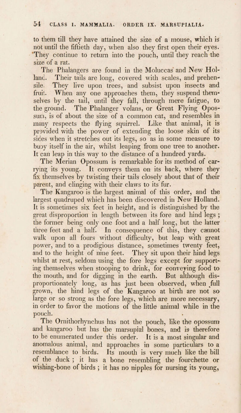 to them till they have attained the size of a mouse, which is not until the fiftieth day, when also they first open their eyes. 'They continue to return into the pouch, until they reach the size of a rat. The Phalangers are found in the Moluccas and New Hol¬ land. Their tails are long, covered with scales, and prehen¬ sile. They live upon trees, and subsist upon insects and fruit. When any one approaches them, they suspend them¬ selves by the tail, until they fall, through mere fatigue, to the ground. The Phalanger volans, or Great Flying Opos¬ sum, is of about the size of a common cat, and resembles in many respects the flying squirrel. Like that animal, it is provided with the power of extending the loose skin of its sides when it stretches out its legs, so as in some measure to buoy itself in the air, whilst leaping from one tree to another. It can leap in this way to the distance of a hundred yards. The Merian Opossum is remarkable for its method of car¬ rying its young. It conveys them on its back, where they fix themselves by twisting their tails closely about that of their parent, and clinging with their claws to its fur. The Kangaroo is the largest animal of this order, and the largest quadruped which has been discovered in New Holland. It is sometimes six feet in height, and is distinguished by the great disproportion in length between its fore and hind legs ; the former being only one foot and a half long, but the latter three feet and a half. In consequence of this, they cannot walk upon all fours without difficulty, but leap with great power, and to a prodigious distance, sometimes twenty feet, and to the height of nine feet. They sit upon their hind legs whilst at rest, seldom using the fore legs except for support¬ ing themselves when stooping to drink, for conveying food to the mouth, and for digging in the earth. But although dis¬ proportionately long, as has just been observed, when /ull grown, the hind legs of the Kangaroo at birth are not so large or so strong as the fore legs, which are more necessary, in order to favor the motions of the litde animal while in the The Ornithorhynchus has not the pouch, like the opossum and kangaroo but has the marsupial bones, and is therefore to be enumerated under this order. It is a most singular and anomalous animal, and approaches in some particulars to a resemblance to birds. Its mouth is very much like the bill of the duck ; it has a bone resembling the fourchette or wishing-bone of birds ; it has no nipples for nursing its young.