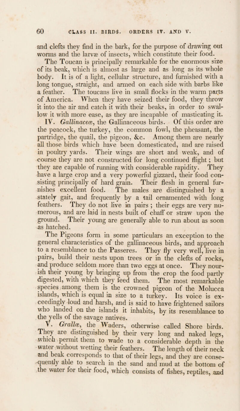 and clefts they find in the bark, for the purpose of drawing out worms and the larvae of insects, which constitute their food. The Toucan is principally remarkable for the enormous size of its beak, which is almost as large and as long as its whole body. It is of a light, cellular structure, and furnished with a long tongue, straight, and armed on each side with barbs like a feather. The toucans live in small flocks in the w^arm paits of America. When they have seized their food, they throw it into tlie air and catch it with their beaks, in order to sw^al- low it with more ease, as they are incapable of masticating it. IV. GaUinacece, the Gallinaceous birds. Of this order are the peacock, the turkey, the common fowi, the pheasant, the partridge, the quail, the pigeon, &c. Among them are neaiiy all those birds witich have been domesticated, and are raised in poultry yards. Their wings are short and W’eak, and of course they are not constructed for long continued flight; but they are capable of running with considerable rapidity. They have a large crop and a very pow’erful gizzard, their food con¬ sisting principally of hard grain. Their flesh in general fur¬ nishes excellent food. The males are distinguished by a stately gait, and frequently by a tail ornamented with long feathers. They do not live in pairs ; their eggs are very nu¬ merous, and are laid in nests built of chaff or straws upon the ground. Their young are generally able to rmi about as soon as hatched. The Pigeons form in some particulars an exception to the general chai’acteristics of the gallinaceous birds, and approach to a resemblance to the Passeres. They fly very well, live in pairs, build tlieir nests upon trees or in the clefts of rocks, ^d produce seldom more than two eggs at once. They nour¬ ish their young by bringing up from the crop the food partly digested, witli which ^ey feed them. The most remarkable species among them is the crowned pigeon of the Molucca islands, w^hich is equal in size to a turkey. Its voice is ex¬ ceedingly loud and h^sh, and is said to have frightened sailors w'ho landed on the islands it inhabits, by its resemblance to tlie yells of the savage natives. V. GmZZce, the Waders, otherwise called Shore birds. They are distinguished by their very long and naked legs, w'hich permit thern to wade to a considerable depth in the water .without w’etting their feathers. The length of tlieir neck and beak corresponds to that of their legs, and they are conse¬ quently able to search in tlie sand and mud at the bottom of the water for their food, w’hicli consists of fishes, reptiles, and