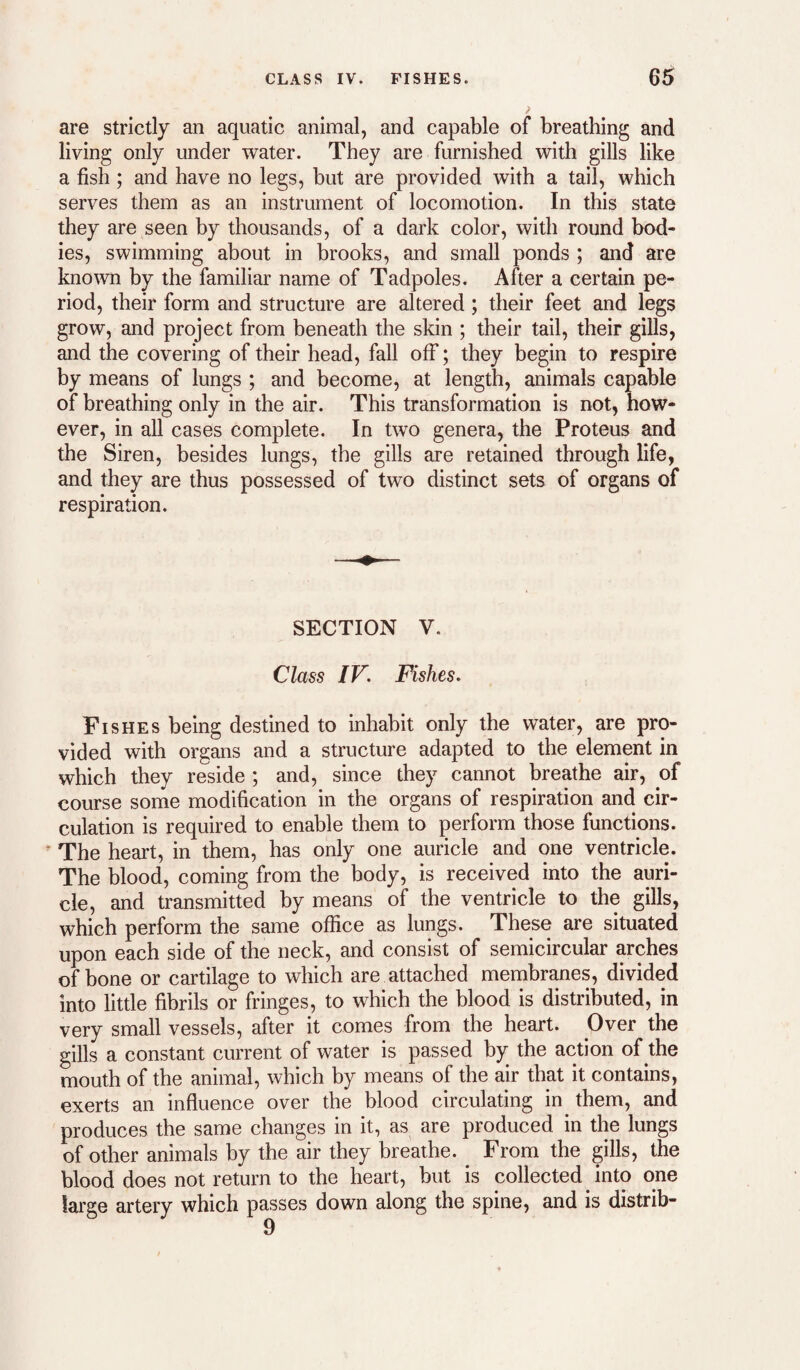 are strictly an aquatic animal, and capable of breathing and living only under water. They are furnished with gills like a fish; and have no legs, but are provided with a tail, which serves them as an instrument of locomotion. In this state they are seen by thousands, of a dark color, with round bod¬ ies, swimming about in brooks, and small ponds ; and are known by the familiar name of Tadpoles. After a certain pe¬ riod, their form and structure are altered; their feet and legs grow, and project from beneath the skin ; their tail, their gills, and the covering of their head, fall off; they begin to respire by means of lungs ; and become, at length, animals capable of breathing only in the air. This transformation is not, how¬ ever, in all cases complete. In two genera, the Proteus and the Siren, besides lungs, the gills are retained through life, and they are thus possessed of two distinct sets of organs of respiration. SECTION V. Class IV. Fishes. Fishes being destined to inhabit only the water, are pro¬ vided with organs and a structure adapted to the element in which they reside ; and, since they cannot breathe air, of course some modification in the organs of respiration and cir¬ culation is required to enable them to perform those functions. * The heart, in them, has only one auricle and one ventricle. The blood, coming from the body, is received into the auri¬ cle, and transmitted by means of the ventricle to the gills, which perform the same office as lungs. These are situated upon each side of the neck, and consist of semicircular arches of bone or cartilage to which are attached membranes, divided into little fibrils or fringes, to which the blood is distributed, in very small vessels, after it comes from the heart. Over the gills a constant current of water is passed by the action of the mouth of the animal, which by means of the air that it contains, exerts an influence over the blood circulating in them, and produces the same changes in it, as are produced in the lungs of other animals by the air they breathe. ^ From the gills, the blood does not return to the heart, but is collected into one large artery which passes down along the spine, and is distrib-