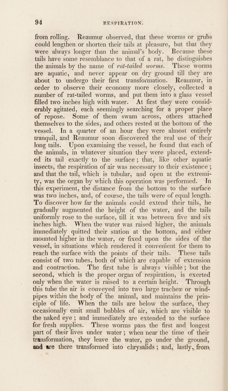 from rolling. Reaumur observed, that these worms or grubs could lengthen or shorten their tails at pleasure, but that they were always longer than the animal’s body. Because these tails have some resemblance to that of a rat, he distinguishes the animals by the name of rat-tailed worms. These worms are aquatic, and never appear on dry ground till they are about to undergo their first transformation. Reaumur, in order to observe their economy more closely, collected a number of rat-tailed worms, and put them into a glass vessel filled two inches high with water. At first they were consid¬ erably agitated, each seemingly searching for a proper place of repose. Some of them swam across, others attached themselves to the sides, and others rested at the bottom of the vessel. In a quarter of an hour they were almost entirely tranquil, and Reaumur soon discovered the real use of their long tails. Upon examining the vessel, he found that each of the animals, in whatever situation they were placed, extend¬ ed its tail exactly to the surface ; that, like other aquatic insects, the respiration of air was necessary to their existence ; and that the tail, which is tubular, and open at the extremi¬ ty, was the organ by which this operation was performed. In this experiment, the distance from the bottom to the surface was two inches, and, of course, the tails were of equal length. To discover how far the animals could extend their tails, he gradually augmented the height of the water, and the tails uniformly rose to the surface, till it was between five and six inches high. When the water was raised higher, the animals immediately quitted their station at the bottom, and either mounted higher in the water, or fixed upon the sides of the vessel, in situations which rendered it convenient for them to reach the surface with the points of their tails. These tails consist of two tubes, both of which are capable of extension and contraction. The first tube is always visible ; but the second, which is the proper organ of respiration, is exerted only when the water is raised to a certain height. Through this tube the air is conveyed into two large tracheae or wind¬ pipes within the body of the animal, and maintains the prin¬ ciple of life. When the tails are below the surface, they occasionally emit small bubbles of air, which are visible to the naked eye ; and immediately are extended to the surface for fresh supplies. These worms pass the first and longest part of their lives under water ; when near the time of their transformation, they leave the water, go under the ground, and are there transformed into chrysalids ; and, lastly,, from,