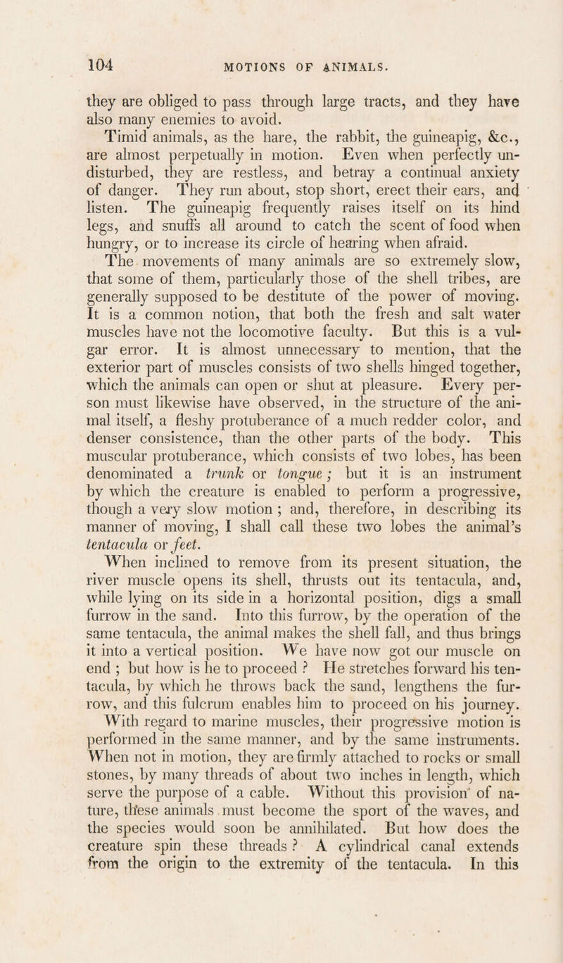 they are obliged to pass through large tracts, and they hare also many enemies to avoid. Timid animals, as the hare, the rabbit, the guineapig, &c., are almost perpetually in motion. Even when perfectly un¬ disturbed, they are restless, and betray a continual anxiety of danger. They run about, stop short, erect their ears, and listen. The guineapig frequently raises itself on its hind legs, and snuffs all around to catch the scent of food when hungry, or to increase its circle of hearing when afraid. The movements of many animals are so extremely slow, that some of them, particularly those of the shell tribes, are generally supposed to be destitute of the power of moving. It is a common notion, that both the fresh and salt water muscles have not the locomotive faculty. But this is a vul¬ gar error. It is almost unnecessary to mention, that the exterior part of muscles consists of two shells hinged together, which the animals can open or shut at pleasure. Every per¬ son must likewise have observed, in the structure of the ani¬ mal itself, a fleshy protuberance of a much redder color, and denser consistence, than the other parts of the body. This muscular protuberance, which consists of two lobes, has been denominated a trunk or tongue; but it is an instrument by which the creature is enabled to perform a progressive, though a very slow motion ; and, therefore, in describing its manner of moving, I shall call these two lobes the animal’s tentacula or feet. When inclined to remove from its present situation, the river muscle opens its shell, thrusts out its tentacula, and, while lying on its side in a horizontal position, digs a small furrow in the sand. Into this furrow, by the operation of the same tentacula, the animal makes the shell fall, and thus brings it into a vertical position. We have now got our muscle on end ; but how is he to proceed ? He stretches forward his ten¬ tacula, by which he throws back the sand, lengthens the fur¬ row, and this fulcrum enables him to proceed on his journey. With regard to marine muscles, their progressive motion is performed in the same manner, and by the same instruments. When not in motion, they are firmly attached to rocks or small stones, by many threads of about two inches in length, which serve the purpose of a cable. Without this provision' of na¬ ture, these animals must become the sport of the waves, and the species would soon be annihilated. But how does the creature spin these threads ? A cylindrical canal extends from the origin to the extremity of the tentacula. In this