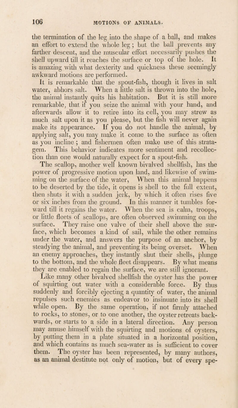 the termination of the leg into the shape of a ball, and makes an effort to extend the whole leg; but the ball prevents any farther descent, and the muscular effort necessarily pushes the shell upward till it reaches the surface or top of the hole. It is amazing with what dexterity and quickness these seemingly awkward motions are performed. It is remarkable that the spout-fish, though it lives in salt water, abhors salt. When a little salt is thrown into the hole, the animal instantly quits his habitation. But it is still more remarkable^ that if you seize the animal with your hand, and afterwards allow it to retire into its cell, you may strew as much salt upon it as you please, but the fish will never again make its appearance. If you do not handle the animal, by applying salt, you may make it come to the surface as often as you incline ; and fishermen often make use of this strata¬ gem. This behavior indicates more sentiment and recollec¬ tion than one would naturally expect for a spout-fish. The scallop, another well know bivalved shellfish, has the power of progressive motion upon land, and likewise of swim¬ ming on the surface of the water, When this animal happens to be deserted by the tide, it opens is shell to the full extent, then shuts it with a sudden jerk, by which it often rises five or six inches from the ground. In this manner it tumbles for¬ ward till it regains the water. When the sea is calm, troops, or little fleets of scallops, are often observed swimming on the surface. They raise one valve of their shell above the sur¬ face, which becomes a kind of sail, while the other remains under the water, and answers the purpose of an anchor, by steadying the animal, and preventing its being overset. When an enemy approaches, they instantly shut their shells, plunge to the bottom, and the whole fleet disappeai's. By what means they are enabled to regain the surface, we are still ignorant. Like many other bivalved shellfish the oyster has the power of squirting out water with a considerable force. By thus suddenly and forcibly ejecting a quantity of water, the animal repulses such enemies as endeavor to insinuate into its shell while open. By the same operation, if not firmly attached to rocks, to stones, or to one another, the oyster retreats back¬ wards, or starts to a side in a lateral direction. Any person may amuse himself with the squirting and motions of oysters, by putting them in a plate situated in a horizontal position, and which contains as much sea-water as is sufficient to cover them. The oyster has been represented, by many authors, as an animal destitute not only of motion, but of every spe-