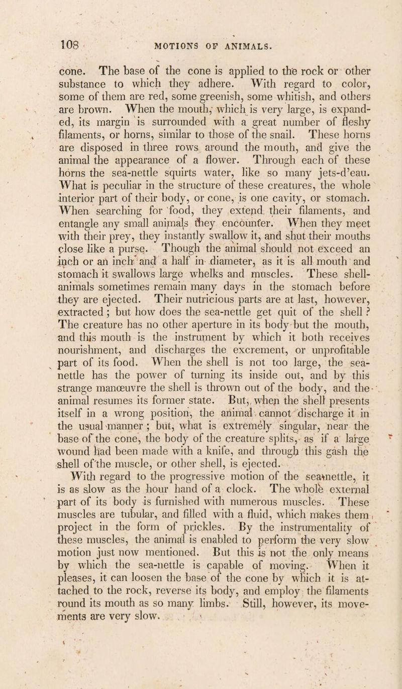 cone. The base of the cone is applied to the rock or other substance to which they adhere. With regard to color, some of them are red, some greenish, some whitish, and others are brown. When the mouth,' which is very large, is expand¬ ed, its margin is surrounded with a great number of fleshy filaments, or horns, similar to those of the snail. These horns are disposed in three rows around the mouth, and give the animal the appearance of a flower. Through each of these horns the sea-nettle squirts water, like so many jets-d’eau. What is peculiar in the structure of these creatures, the whole'' interior part of their body, or cone, is one cavity, or stomach. When searching for food, they extend, their filaments, and entangle any small anipaals fhey encounter. When they meet with their prey, they instantly swallow it, and shut their mouths close like a pursq. Though the animal should not exceed an inch or an inch‘and a half in- diameter, as it is all mouth and stomach it swallows large whelks and muscles. These shell- animals sometimes remain many days in the stomach before they are ejected. Their nutricious parts are at last, however, extracted; but how does the sea-nettle get quit of the shell ? The creature has no other aperture in its body but the mouth, and tins mouth is the instrument by which it both receives nourishment, and discharges the excrement, or unprofitable part of its food. When the shell is not too large, the sea- nettle has the power of turning its inside out, and by this strange manoeuvre the shell is thrown out of the body, and the-’ animal resumes its former state. But,, when the shell presents itself in a wrong position, the aninial. cannot discharge it in the usual'manner ; but, what is extremely singular, near the base of the cone, the body of the creature splits,- as if a large wound had been made with a knife, and through this gash the shell of'the muscle, or other shell, is ejected. With regard to the progressive motion of the seamettle, it is as slow as the hour hand of a clock. The whole external part of its body is furnished with numerous muscles. These muscles are tubular, and filled with a fluid, which makes them i project in the form of prickles. By the instrumentality of ’ these muscles, the animal is enabled to perform tiie very slow motion just now mentioned. But this is not the only means by which the sea-nettle is capable of moving. When it pleases, it can loosen the base of the cone by which it is at¬ tached to the rock, reverse its body, and employ the filaments round its mouth as so many limbs. Still, however, its move¬ ments are very slow. < ' ■ r