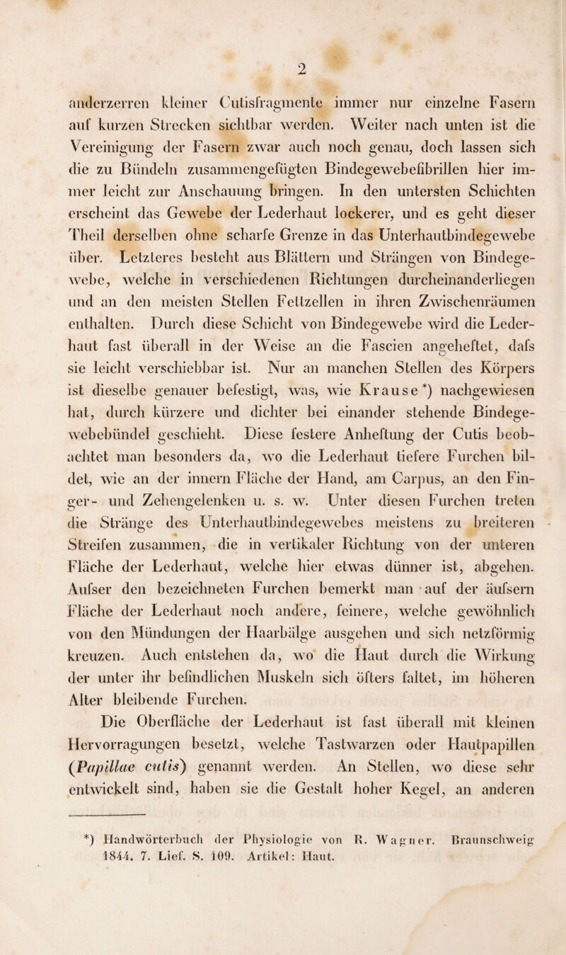 anderzerren kleiner Cutisfragmente immer nur einzelne Fasern auf kurzen Strecken sichtbar werden. Weiter nach unten ist die Vereinigung der Fasern zwar auch noch genau, doch lassen sich die zu Bündeln zusammengefügten Bindegewebefibrillen hier im¬ mer leicht zur Anschauung bringen. In den untersten Schichten erscheint das Gewebe der Lederhaut lockerer, und es geht dieser Theil derselben ohne scharfe Grenze in das Unterhautbindegewebe über. Letzteres besteht aus Blättern und Strängen von Bindege¬ webe, welche in verschiedenen Richtungen durcheinanderliegen und an den meisten Stellen Fettzellen in ihren Zwischenräumen enthalten. Durch diese Schicht von Bindegewebe wird die Leder¬ haut fast überall in der Weise an die Fascien anseheftet, dafs sie leicht verschiebbar ist. Nur an manchen Stellen des Körpers ist dieselbe genauer befestigt, was, wie Krause*) nachgewiesen hat, durch kürzere und dichter hei einander stehende Bindege¬ webebündel geschieht. Diese festere Anheftung der Cutis beob¬ achtet man besonders da, wo die Lederhaut tiefere Furchen bil¬ det, wie an der innern Fläche der Hand, am Carpus, an den Fin- oer- und Zehengelenken u. s. w. Unter diesen Furchen treten die Stränge des Unterhautbindegewebes meistens zu breiteren Streifen zusammen, die in vertikaler Richtung von der unteren Fläche der Lederhaut, welche hier etwas dünner ist, abgehen. Aufser den bezeichneten Furchen bemerkt man auf der äufsern Fläche der Lederhaut noch andere, feinere, welche gewöhnlich von den Mündungen der Haarbälge ausgehen und sich netzförmig kreuzen. Auch entstehen da, wo die Haut durch die Wirkung der unter ihr befindlichen Muskeln sich öfters faltet, im höheren Alter bleibende Furchen. Die Oberfläche der Lederhaut ist fast überall mit kleinen Hervorragungen besetzt, welche Tastwarzen oder Hautpapillen ('Pupillae cutis') genannt werden. An Stellen, wo diese sehr entwickelt sind, haben sie die Gestalt hoher Kegel, an anderen *) Handwörterbuch der Physiologie von R. Wagner. Braunschweig 1844. 7. Lief. S. 100. Artikel: Haut.