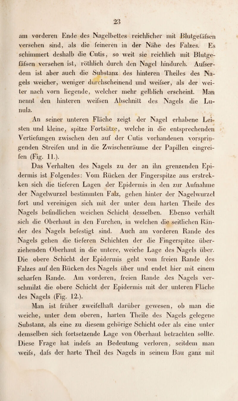 am vorderen Ende des Nagelbettes reichlicher mit Blutgefäfsen versehen sind, als die feineren in der Nähe des Falzes. Es schimmert deshalb die Cutis, so weit sie reichlich mit Blutge- fäfsen versehen ist, röthlieh durch den Nagel hindurch. Aufser- dem ist aber auch die Substanz des hinteren Theiles des Na¬ gels weicher, weniger durchscheinend und weifser, als der wei¬ ter nach vorn liegende, welcher mehr gelblich erscheint. Man nennt den hinteren weifsen Abschnitt des Nagels die Lu- O nula. An seiner unteren Fläche zeigt der Nagel erhabene Lei¬ sten und kleine, spitze Fortsätze, welche in die entsprechenden Vertiefungen zwischen den auf der Cutis vorhandenen vorsprin¬ genden Streifen und in die Zwischenräume der Papillen eingrei- fen (Fig. 11.). Das Verhalten des Nagels zu der an ihn grenzenden Epi¬ dermis ist Folgendes: Vom Rücken der Fingerspitze aus erstrek- ken sich die tieferen Lagen der Epidermis in den zur Aufnahme der Nagelwurzel bestimmten Falz, gehen hinter der Nagel Wurzel fort und vereinigen sich mit der unter dem harten Theile des Nagels befindlichen weichen Schicht desselben. Ebenso verhält sich die Oberhaut in den Furchen, in welchen die seitlichen Rän¬ der des Nagels befestigt sind. Auch am vorderen Rande des Nagels gehen die tieferen Schichten der die Fingerspitze über¬ ziehenden Oberhaut in die untere, weiche Lage des Nagels über. Die obere Schicht der Epidermis geht vom freien Rande des Falzes auf den Rücken des Nagels über und endet hier mit einem scharfen Rande. Am vorderen, freien Rande des Nagels ver¬ schmilzt die obere Schicht der Epidermis mit der unteren Fläche des Nagels (Fig. 12.). Man ist früher zweifelhaft darüber gewesen, ob man die weiche, unter dem oberen, harten Theile des Nagels gelegene Substanz, als eine zu diesem gehörige Schicht oder als eine unter demselben sich fortsetzende Lage von Oberhaut betrachten sollte. Diese Frage hat indefs an Bedeutung verloren, seitdem man weifs, dafs der harte Theil des Nagels in seinem Bau ganz mit