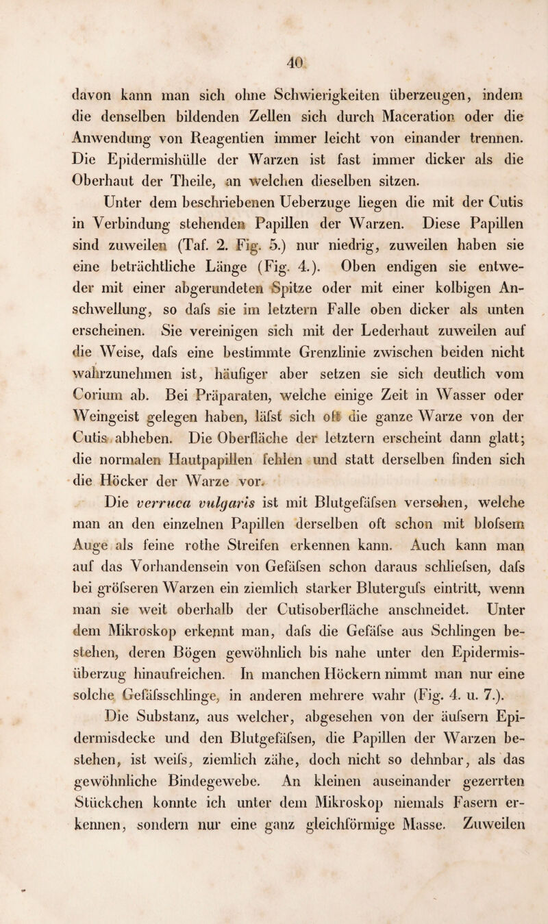 davon kann man sich ohne Schwierigkeiten überzeugen, indem die denselben bildenden Zellen sich durch Maceration oder die Anwendung von Reagentien immer leicht von einander trennen. Die Epidermishülle der Warzen ist fast immer dicker als die Oberhaut der Theile, an welchen dieselben sitzen. Unter dem beschriebenen Ueberzuge liegen die mit der Cutis in Verbindung stehenden Papillen der Warzen. Diese Papillen sind zuweilen (Taf. 2. Fig. 5.) nur niedrig, zuweilen haben sie eine beträchtliche Länge (Fig. 4.). Oben endigen sie entwe¬ der mit einer abgerundeten Spitze oder mit einer kolbigen An¬ schwellung, so dafs sie im letztern Falle oben dicker als unten erscheinen. Sie vereinigen sich mit der Lederhaut zuweilen auf die Weise, dafs eine bestimmte Grenzlinie zwischen beiden nicht walirzunehmen ist, häufiger aber setzen sie sich deutlich vom Corium ab. Bei Präparaten, welche einige Zeit in Wasser oder Weingeist gelegen haben, läfst sich oft die ganze Warze von der Cutis abheben. Die Oberfläche der letztern erscheint dann glatt; die normalen Hautpapillen fehlen und statt derselben finden sich die Höcker der Warze vor. Die verruca vulgaris ist mit Blutgefäfsen versehen, welche man an den einzelnen Papillen derselben oft schon mit blofsem Auge als feine rothe Streifen erkennen kann. Auch kann man auf das Vorhandensein von Gefäfsen schon daraus schliefsen, dafs bei gröfseren Warzen ein ziemlich starker Blutergufs eintritt, wenn man sie weit oberhalb der Cutisoberfläche anschneidet. Unter dem Mikroskop erkennt man, dafs die Gefäfse aus Schlingen be¬ stehen, deren Bögen gewöhnlich bis nahe unter den Epidermis- überzug hinaufreichen. In manchen Höckern nimmt man nur eine solche Gefäfsschlinge, in anderen mehrere wahr (Fig. 4. u. 7.). Die Substanz, aus welcher, abgesehen von der äufsern Epi- dermisdecke und den Blutgefäfsen, die Papillen der Warzen be¬ stehen, ist weifs, ziemlich zähe, doch nicht so dehnbar, als das gewöhnliche Bindegewebe. An kleinen auseinander gezerrten Stückchen konnte ich unter dem Mikroskop niemals Fasern er¬ kennen, sondern nur eine ganz gleichförmige Masse. Zuweilen