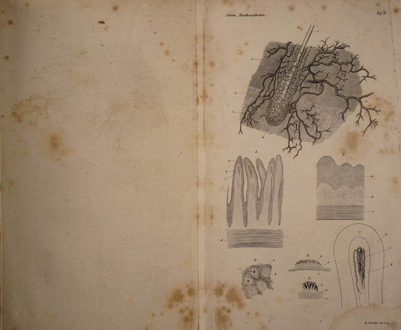 *. I« ■fr ji L_' r’ L •> • Simon, Jlcmth'anMieiten. Taf.JT. 4 ■n-er>t' trrr*rree*et*f‘‘r+''»*mnv v-.- i. .:; j ;. : . .. ’ -1 £f . .V.y.j y:;X-]ifr'c'S'rfr*frf‘rrrr'--'sjy?. rcKW&*»»‘iVr..vrrtv.vr..v/.*.‘r,Vjyv,v.v'.v -. .... >>>>'.’•>>. ■W.VWtWf.W,. 3. ^»nwiwmsw ' X .,•- Ä«« ...;<;vk'v ..Cäv -ff. ’D’oscfiel del.et sc.